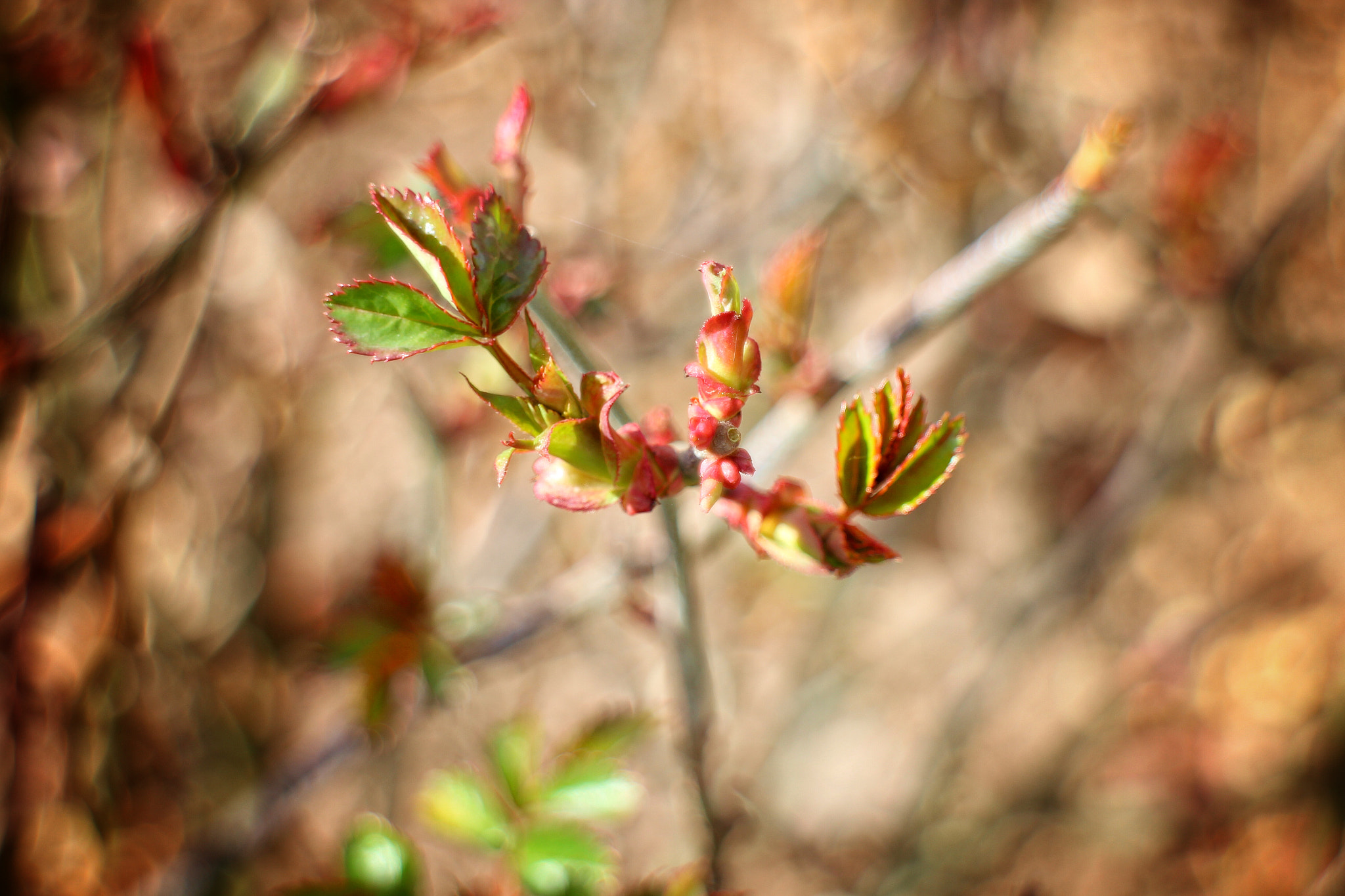 Canon EF-M 18-55mm F3.5-5.6 IS STM sample photo. New leave, new life 2 photography