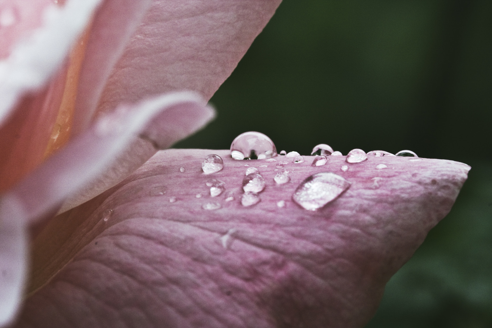 Canon EOS 40D + Canon EF 100mm F2.8 Macro USM sample photo. Drop photography