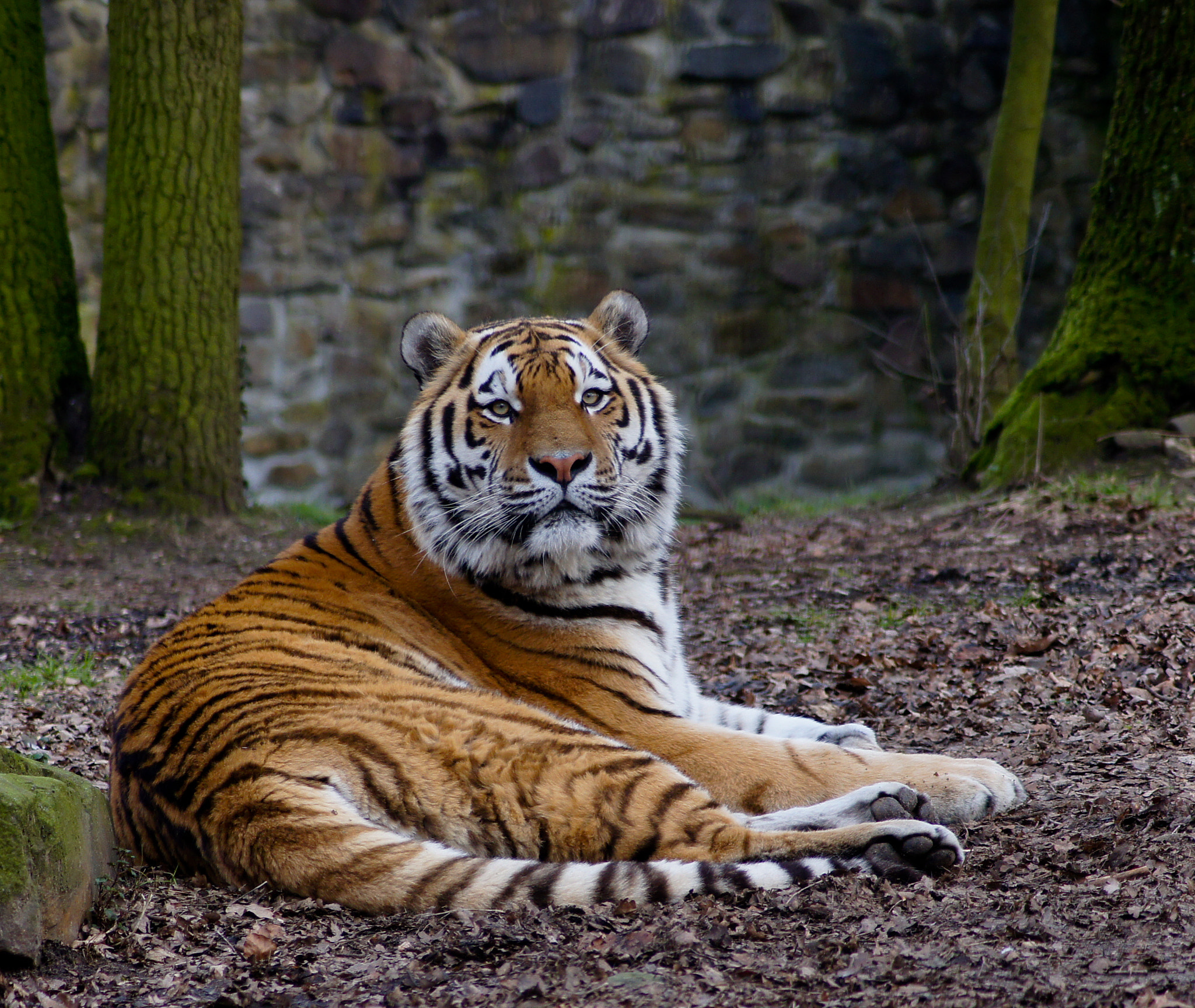 Sony SLT-A33 + Sony DT 55-200mm F4-5.6 SAM sample photo. Tiger photography