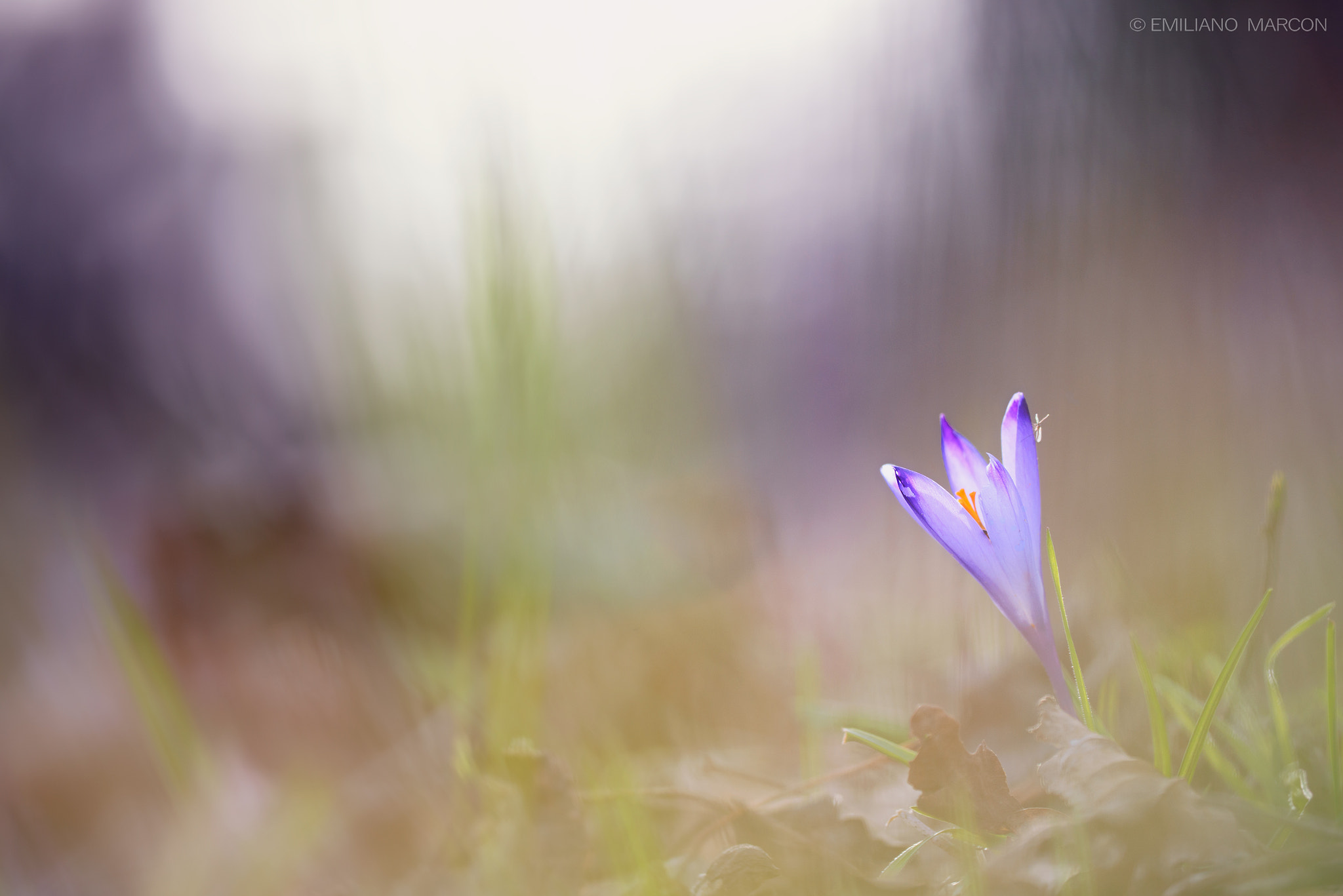 Sigma APO Macro 180mm F3.5 EX DG HSM sample photo. Sul croco photography