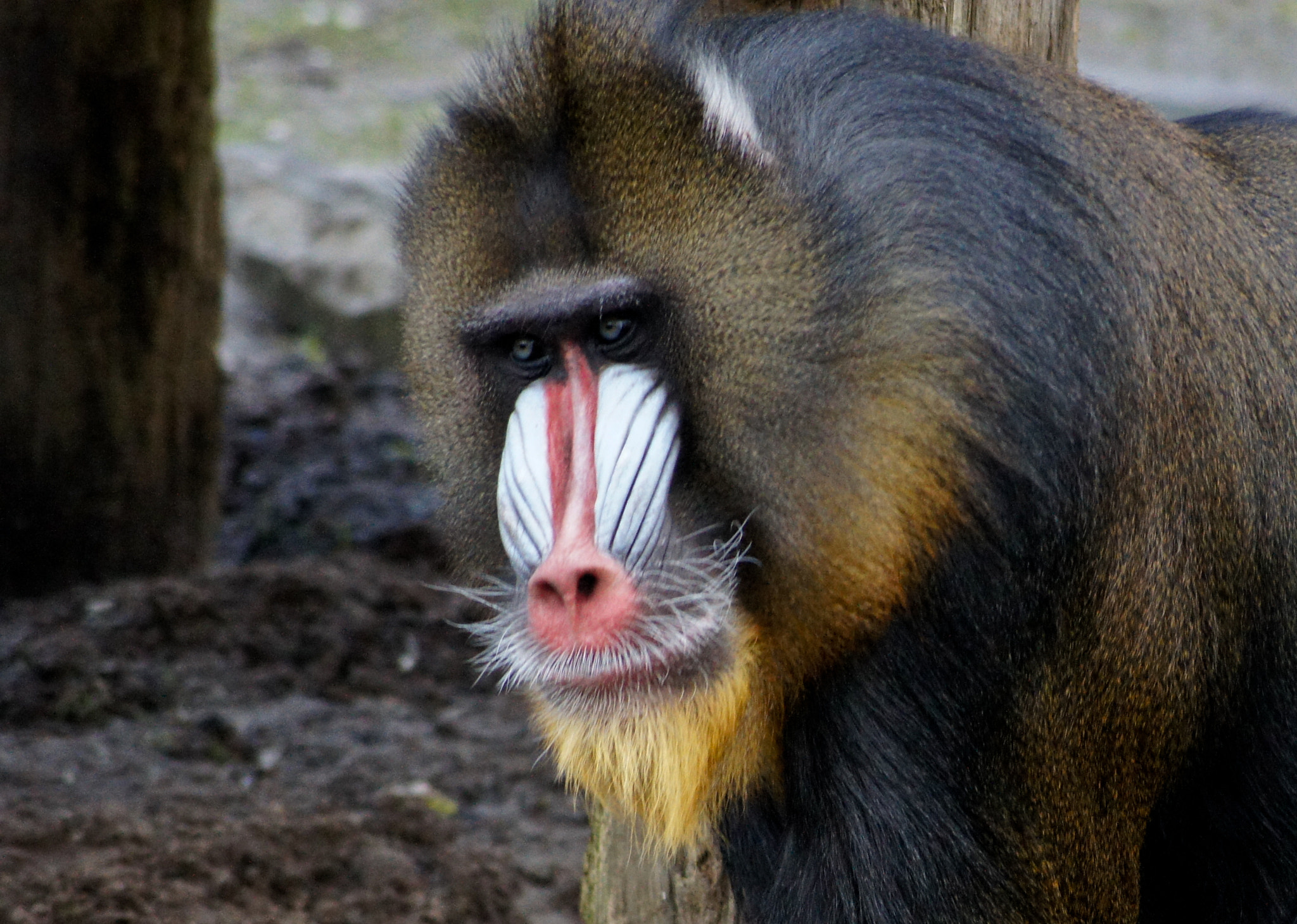 Sony SLT-A33 + Sony DT 55-200mm F4-5.6 SAM sample photo. Mandrill photography