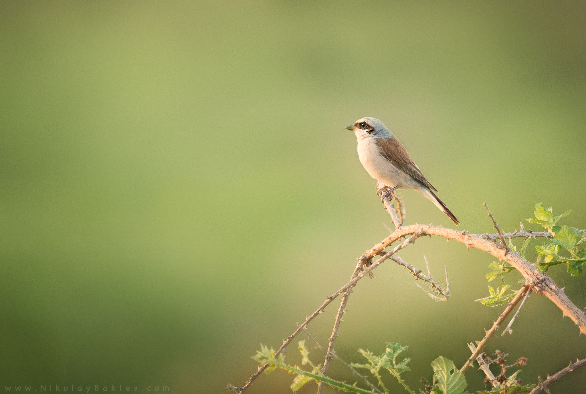 Canon EF 100-400mm F4.5-5.6L IS USM sample photo. Red-backed shrike photography