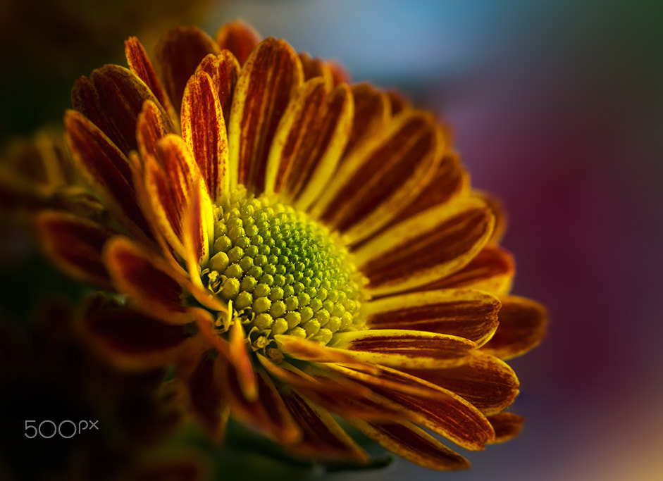 Sony SLT-A77 + 90mm F2.8 Macro SSM sample photo. Colorful photography