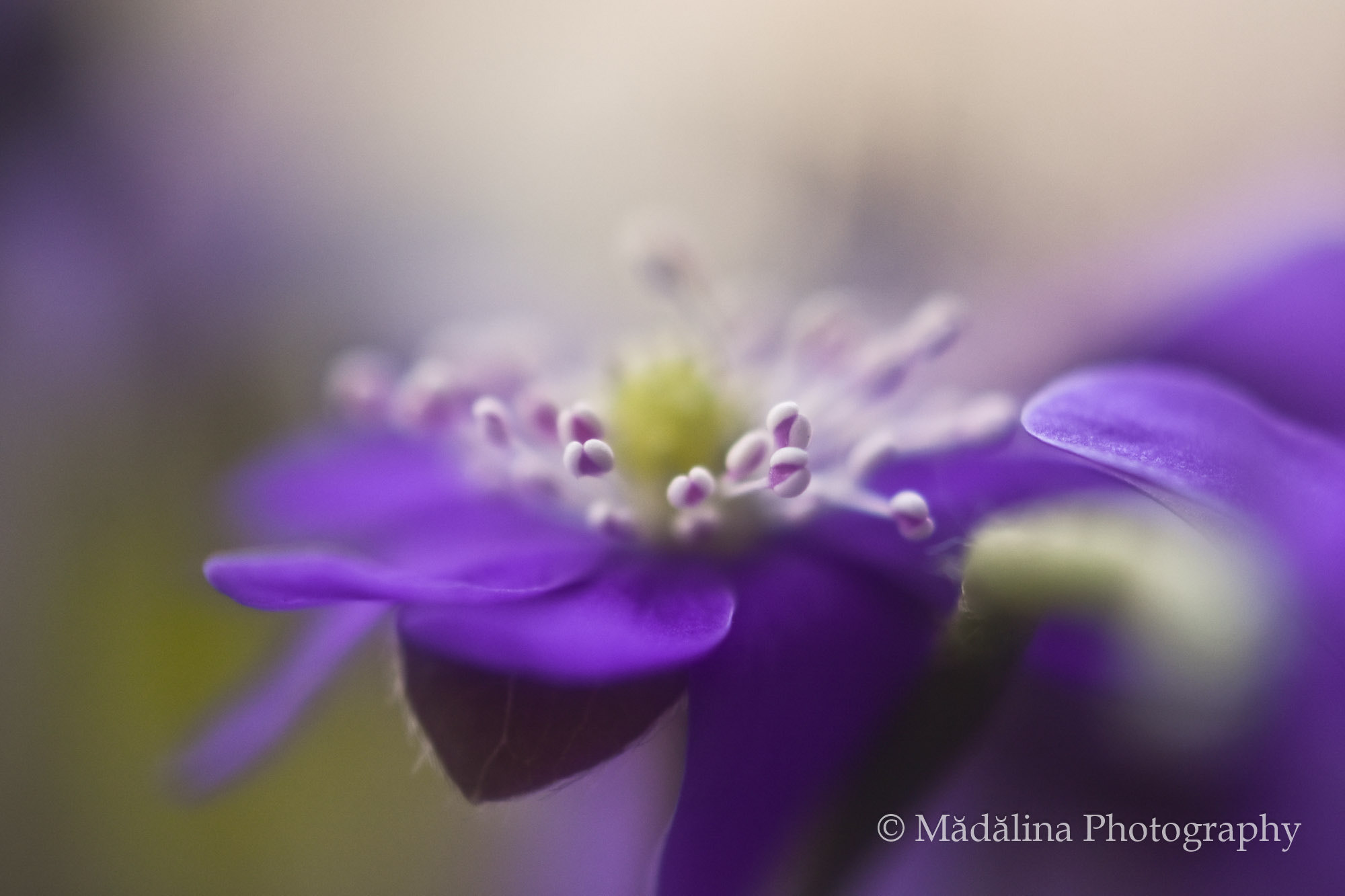 Nikkor 500mm f/4 P ED IF sample photo. Forest flowers - nature welcoming spring photography