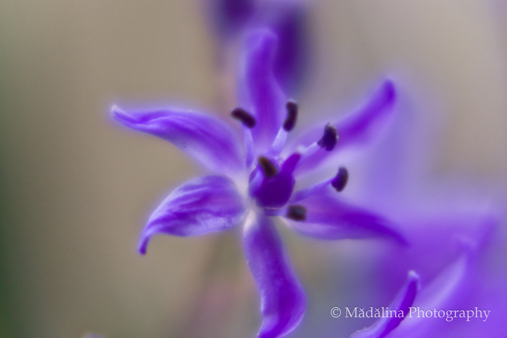 AF Zoom-Nikkor 75-240mm f/4.5-5.6D sample photo. Forest flowers - nature welcoming spring photography