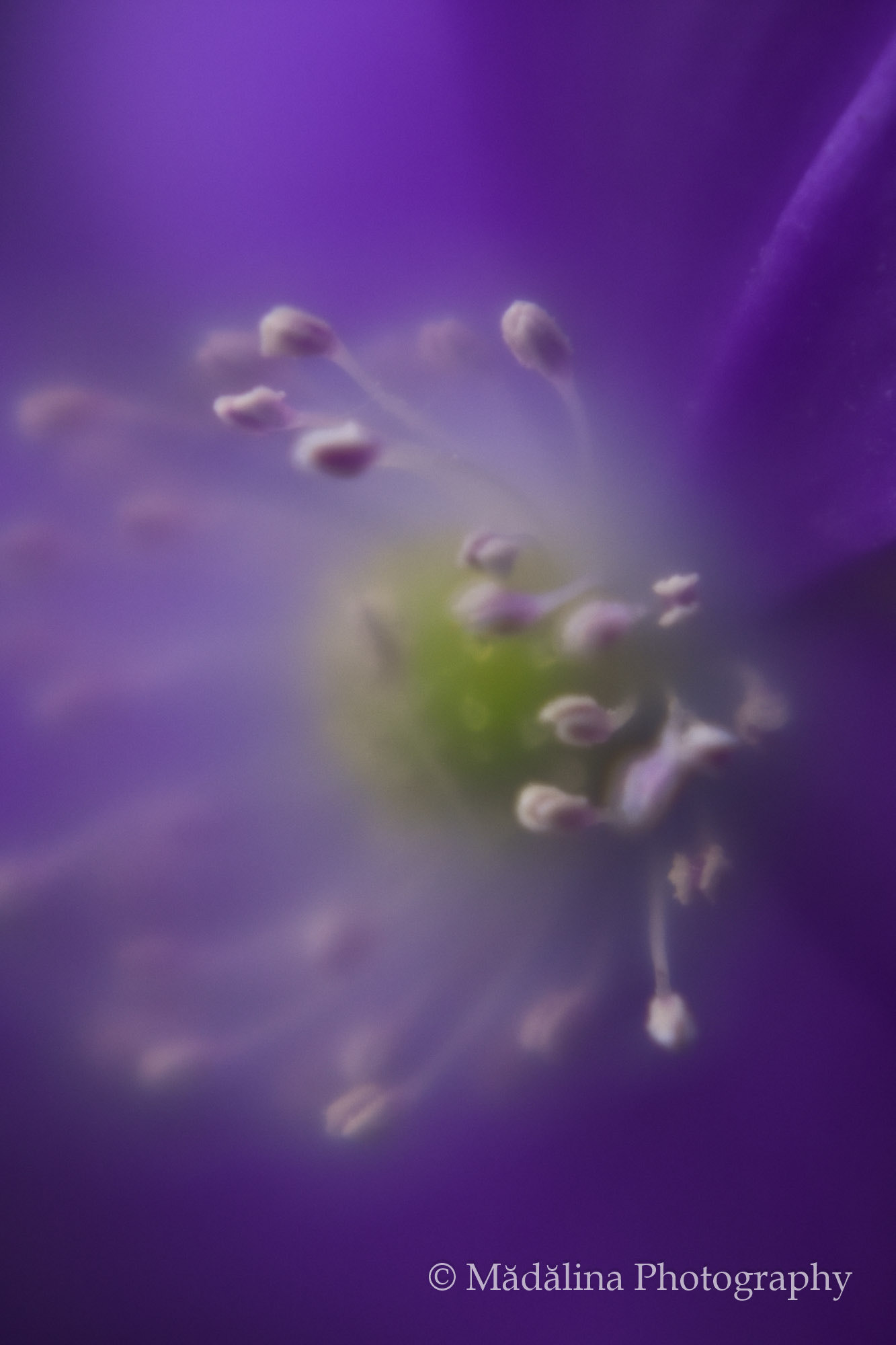 AF Zoom-Nikkor 24-120mm f/3.5-5.6D IF sample photo. Forest flowers - nature welcoming spring photography