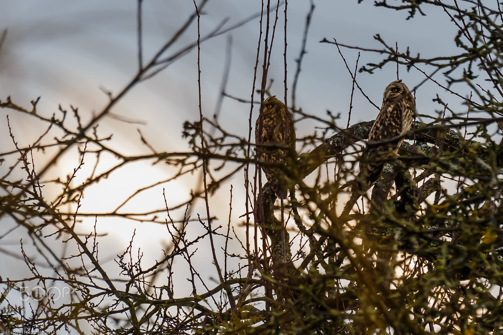 Sigma 50-500mm f/4-6.3 APO HSM EX sample photo. Night watch photography