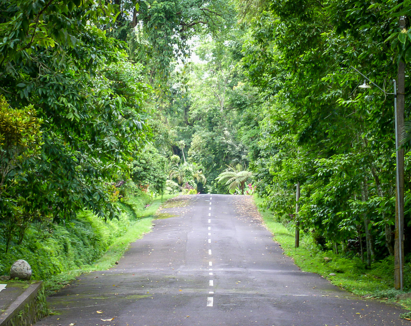 Olympus C4100Z,C4000Z sample photo. Road to the jungle photography