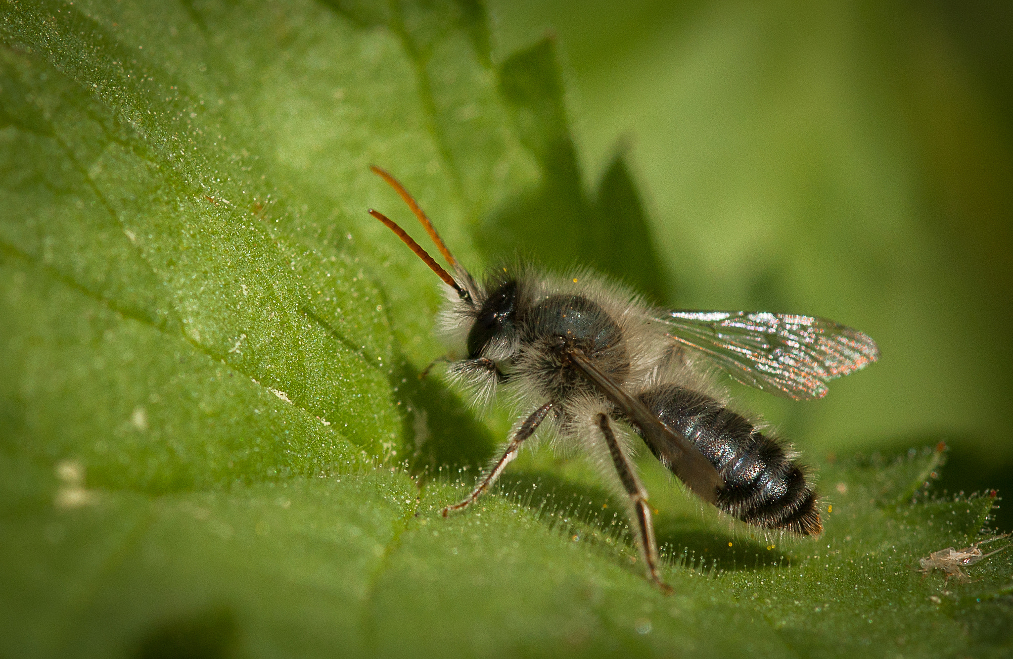Canon EF 180mm F3.5L Macro USM sample photo. "bee chilling" photography
