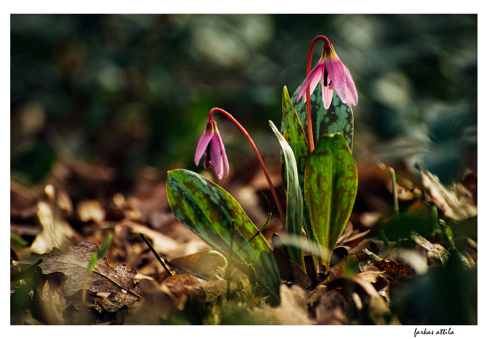 Nikon D60 sample photo. Dog's-tooth-violet... photography