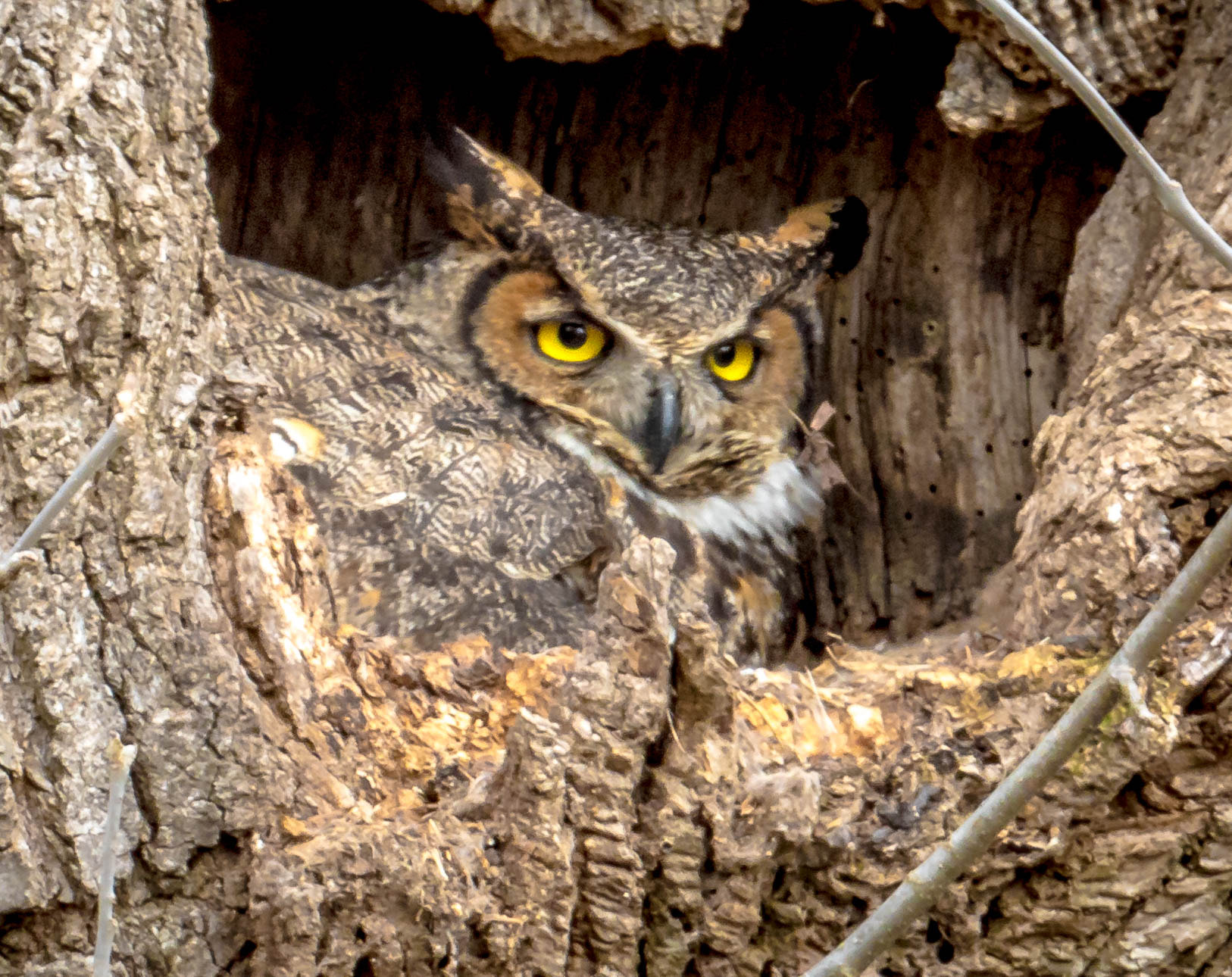 Canon EF 100-400mm F4.5-5.6L IS USM sample photo. Great horned owl beauty photography