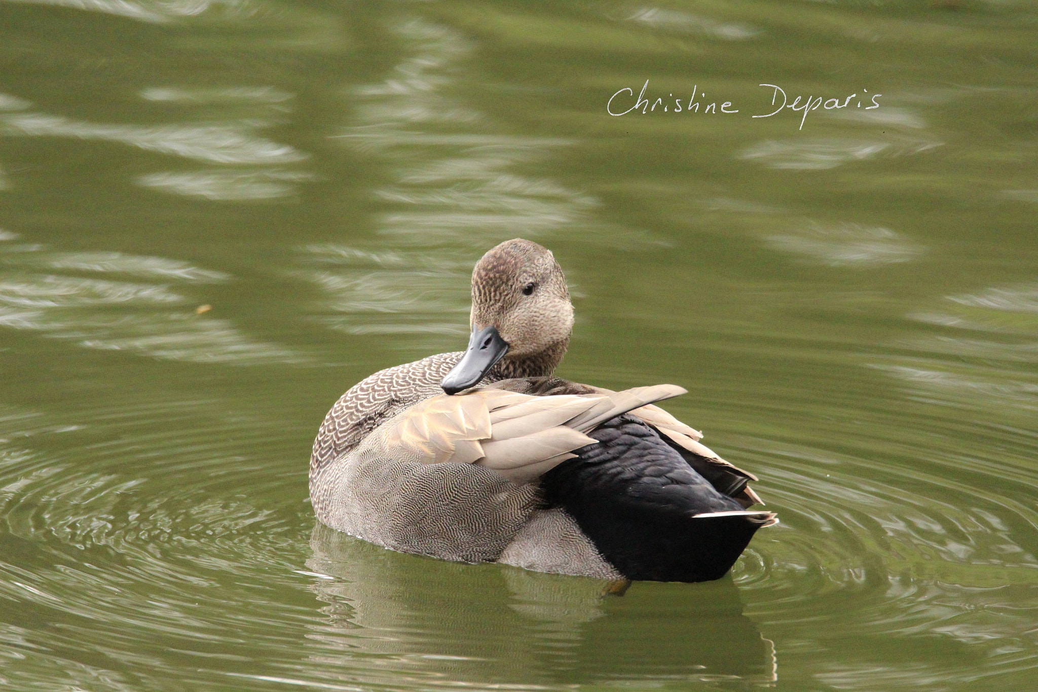 Sigma 150-600mm F5-6.3 DG OS HSM | C sample photo. Gadwall male - canard chipeau photography