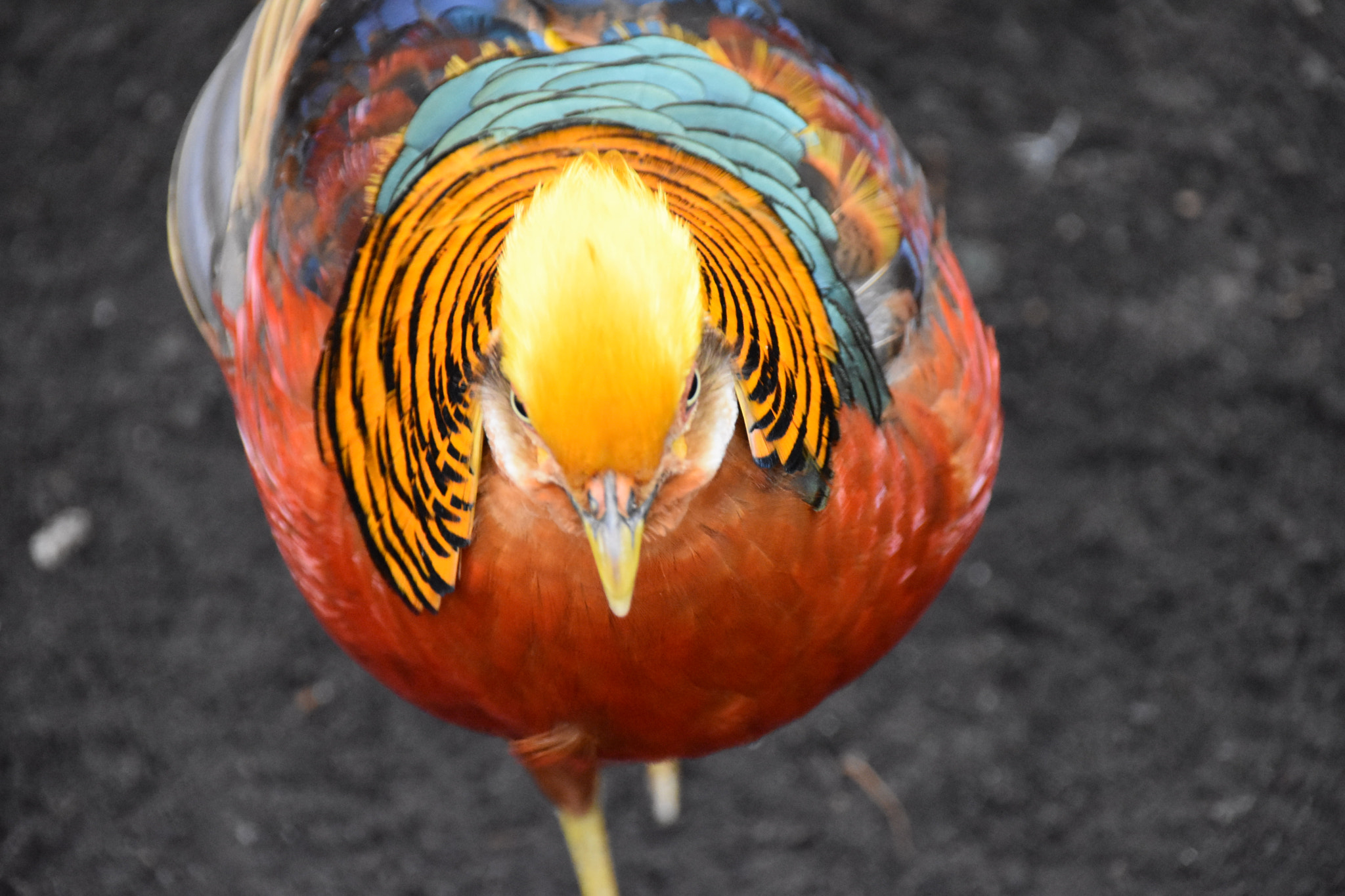 Sigma 18-250mm F3.5-6.3 DC Macro OS HSM sample photo. Golden pheasant photography