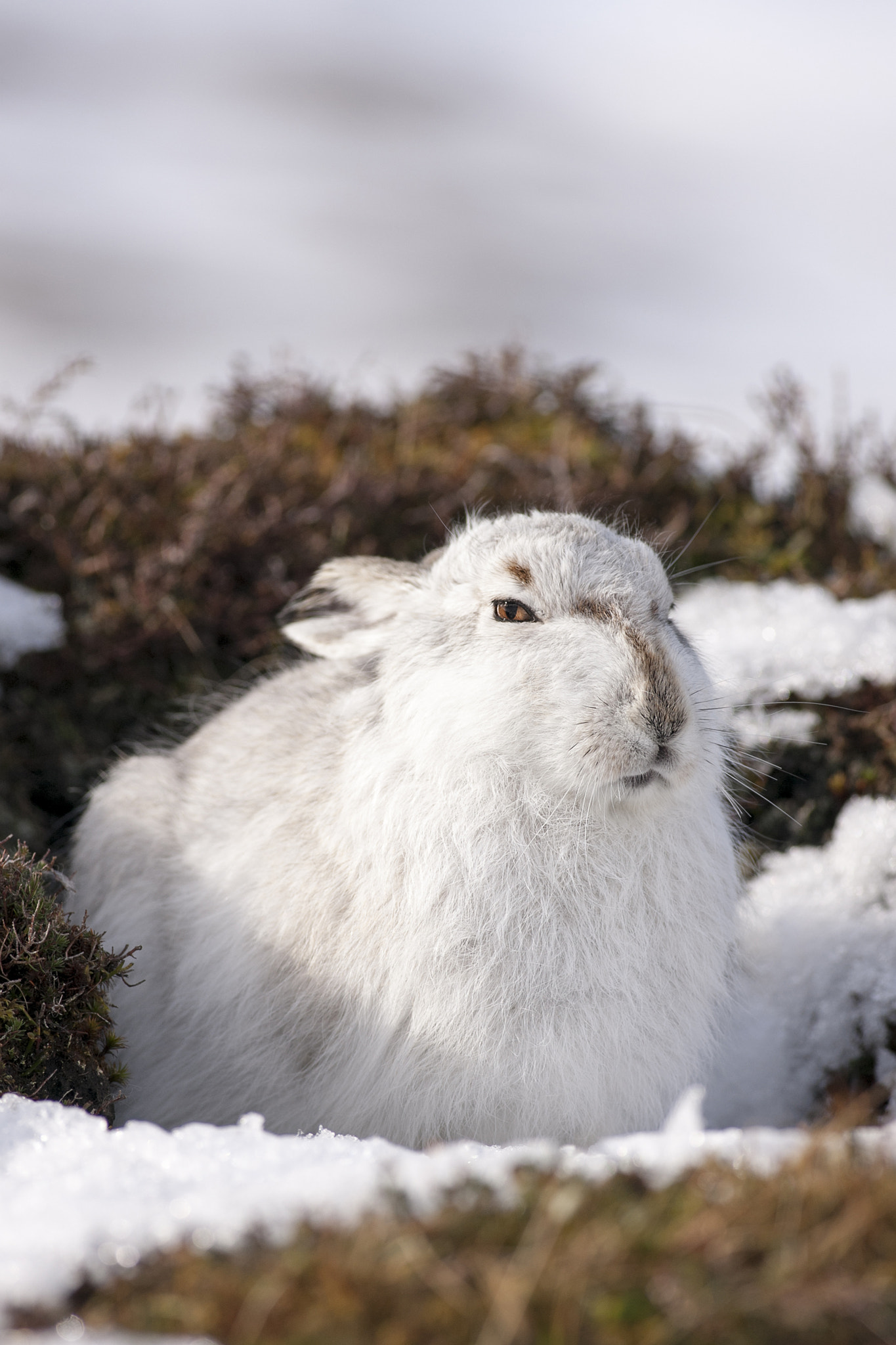 Canon EOS-1Ds Mark III + Canon EF 400mm F5.6L USM sample photo. Mountain hare photography