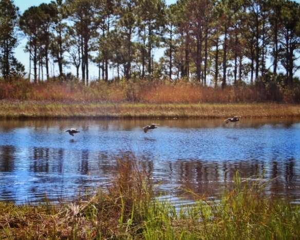 Canon EF28-80mm f/3.5-5.6 sample photo. Birds over the bay photography