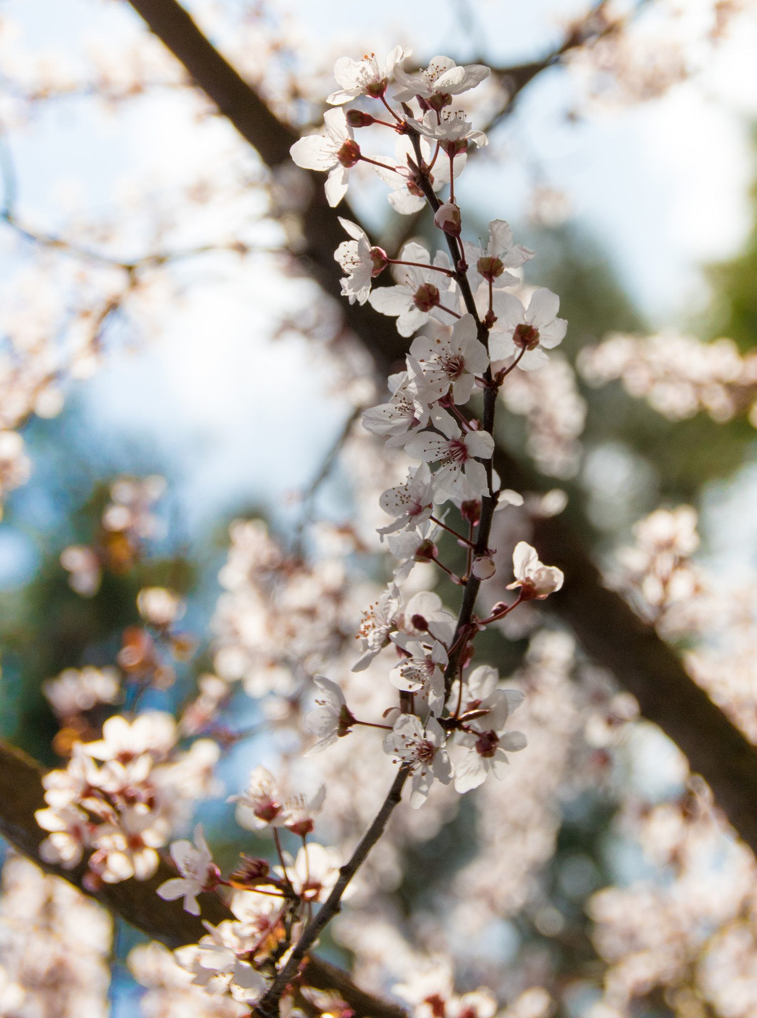 Canon EOS 760D (EOS Rebel T6s / EOS 8000D) sample photo. Who doesn't love spring? photography
