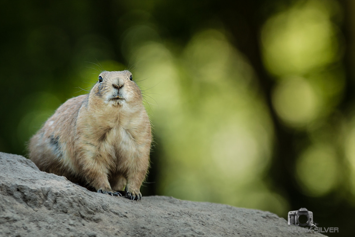 Sigma 70-200mm F2.8 EX DG OS HSM sample photo. What's new photography