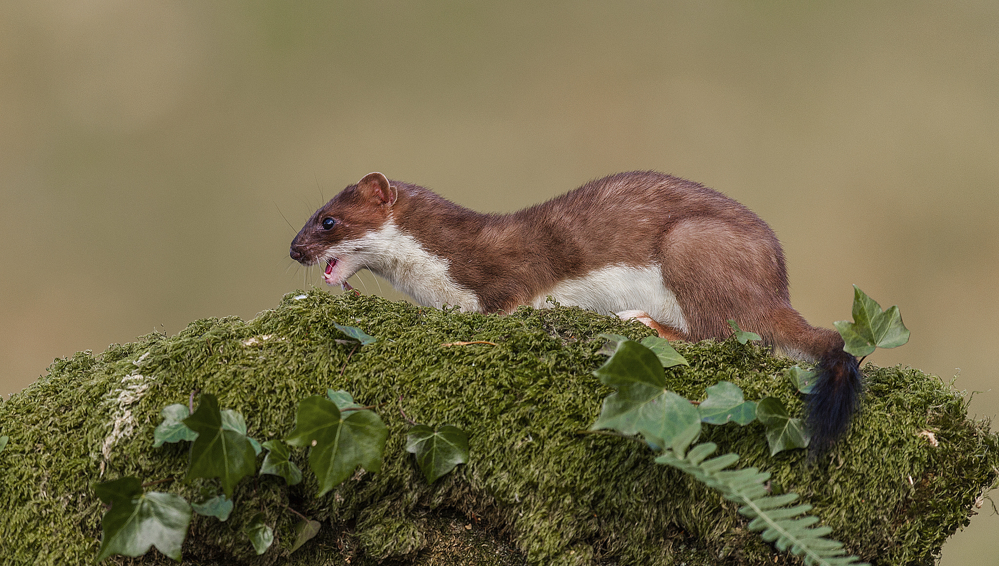 Nikon D700 + Nikon AF-S Nikkor 500mm F4G ED VR sample photo. Stoat photography