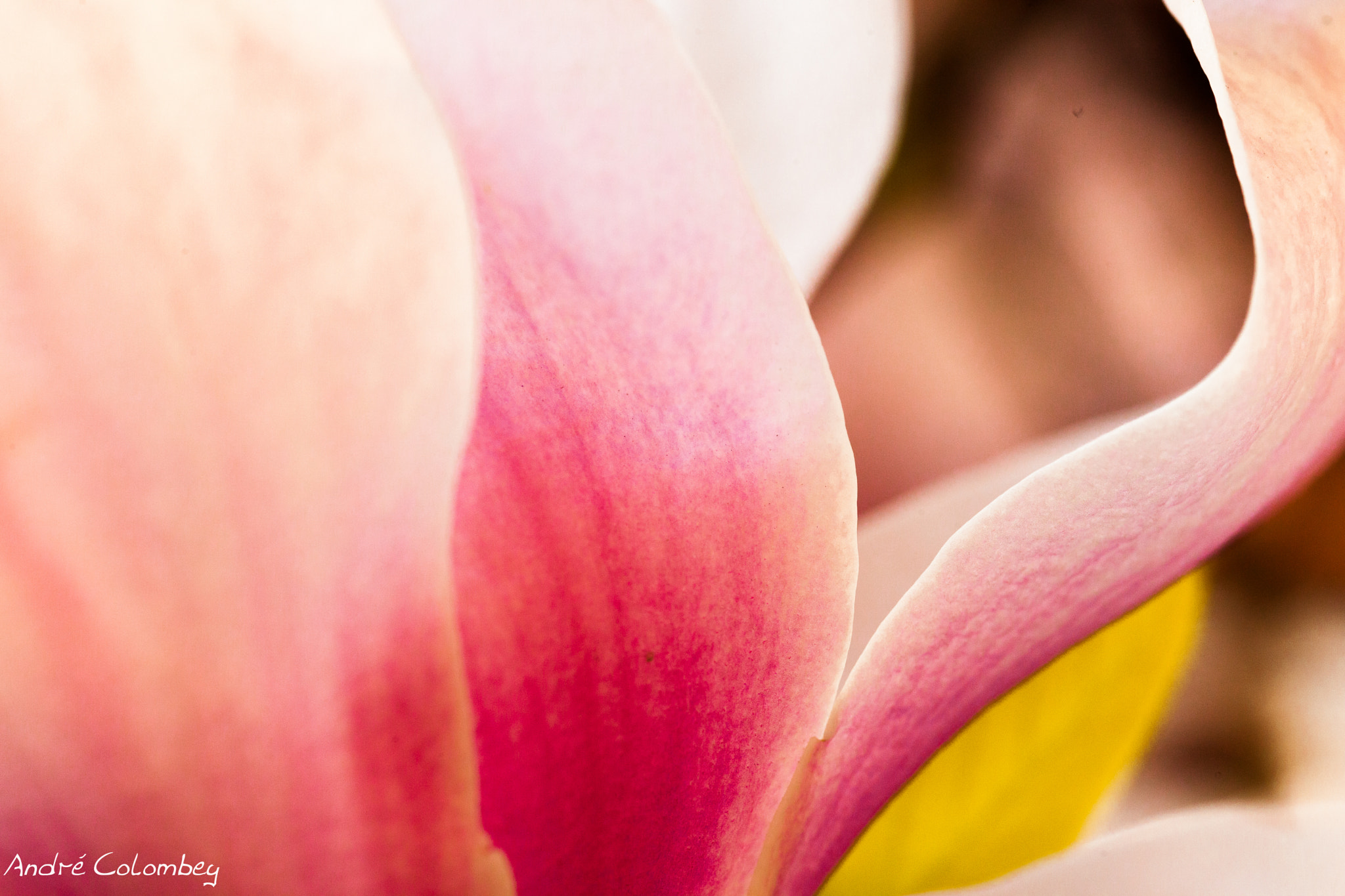 Sigma 50mm f/2.8 EX sample photo. Petals fire photography