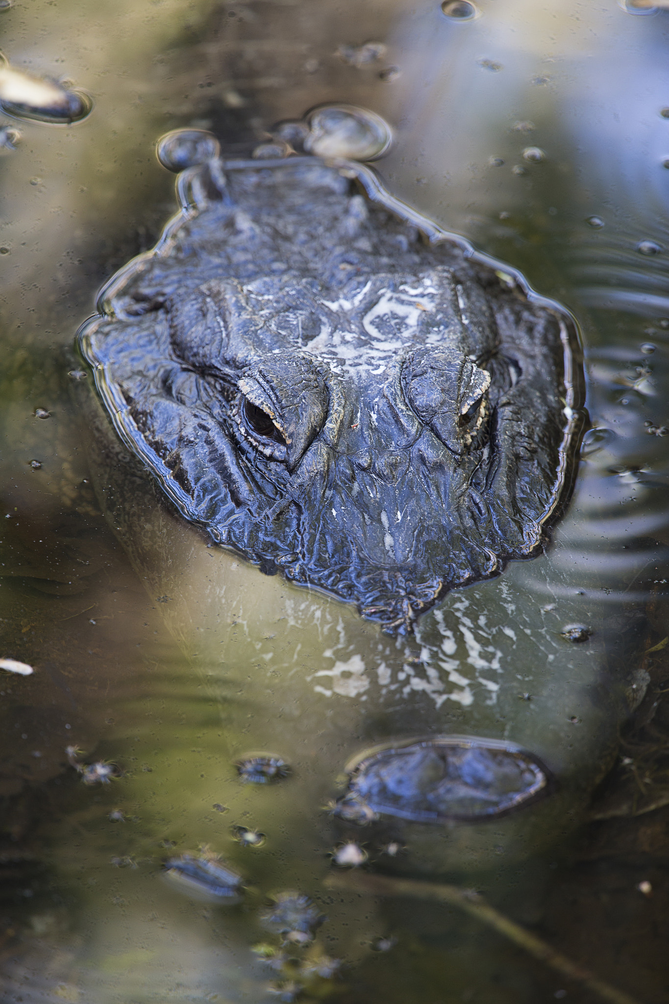 Canon EF 300mm F2.8L IS II USM sample photo. Alligator photography