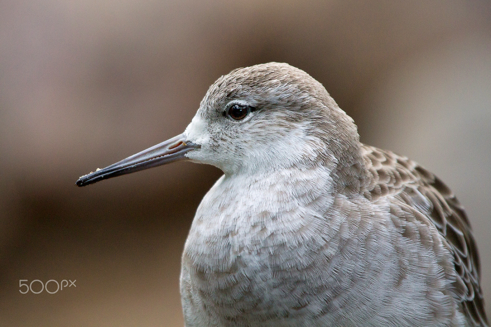 Canon EF 100-400mm F4.5-5.6L IS USM sample photo. Ruff photography