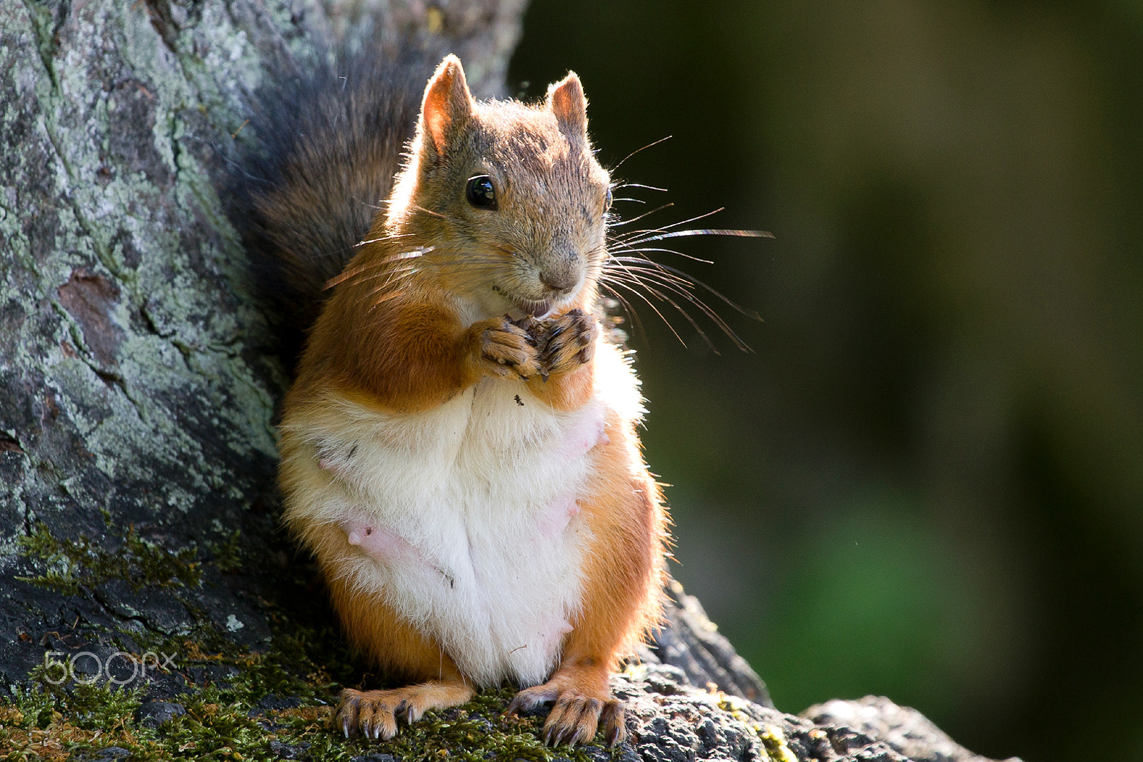 Canon EF 100-400mm F4.5-5.6L IS USM sample photo. Squirrel photography
