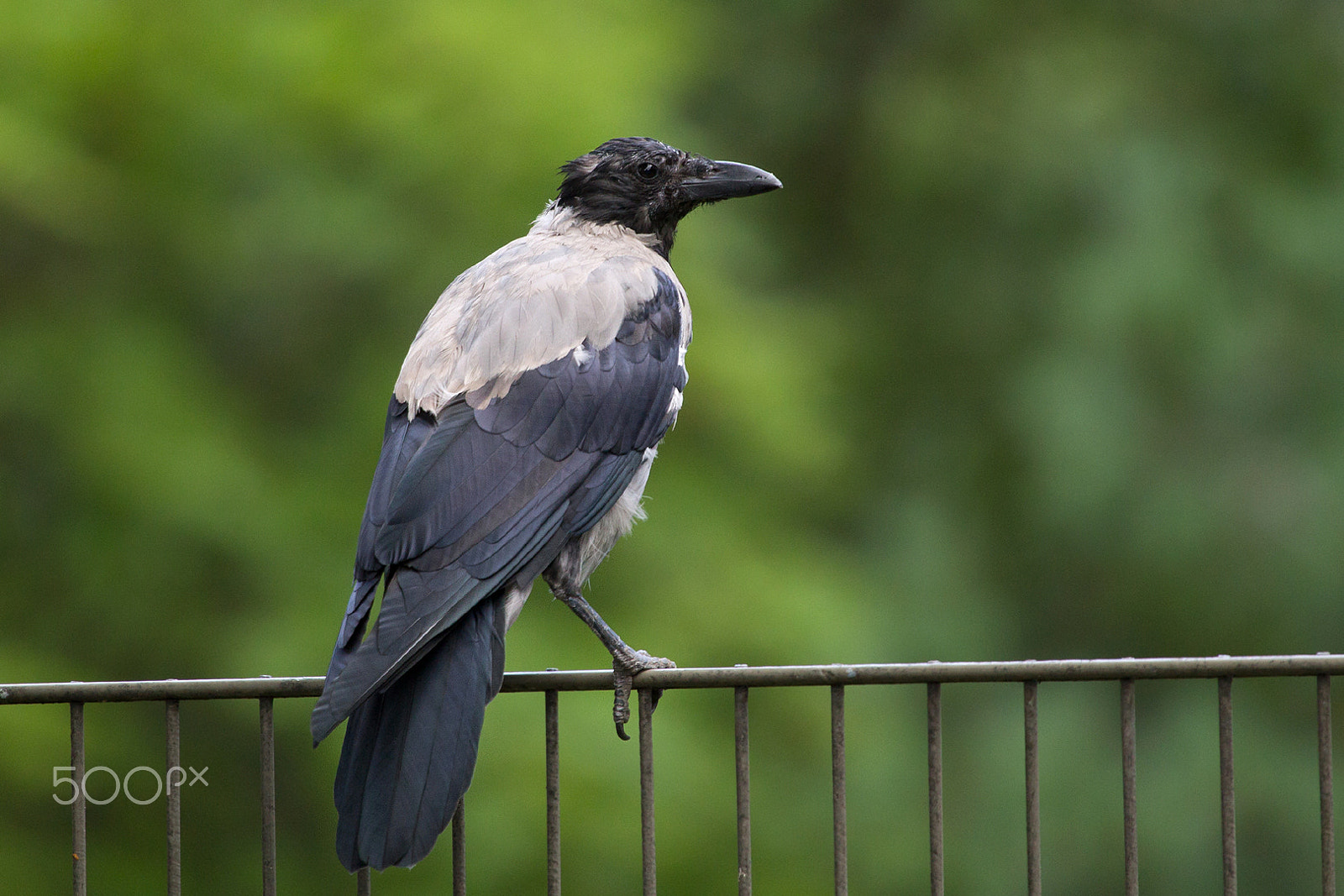 Canon EF 100-400mm F4.5-5.6L IS USM sample photo. Crow photography