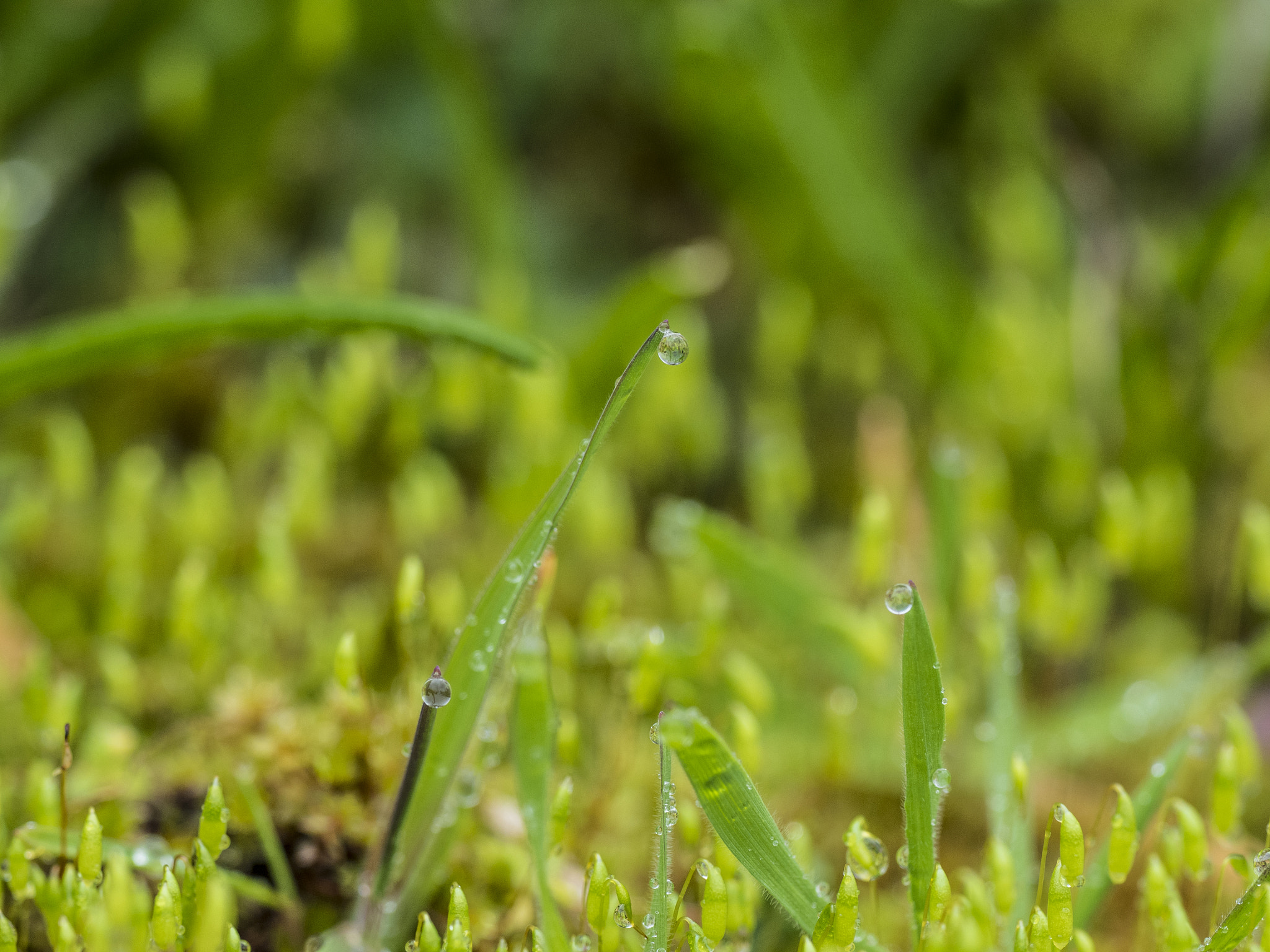 Olympus OM-D E-M5 II + OLYMPUS M.300mm F4.0 sample photo. Shallow photography
