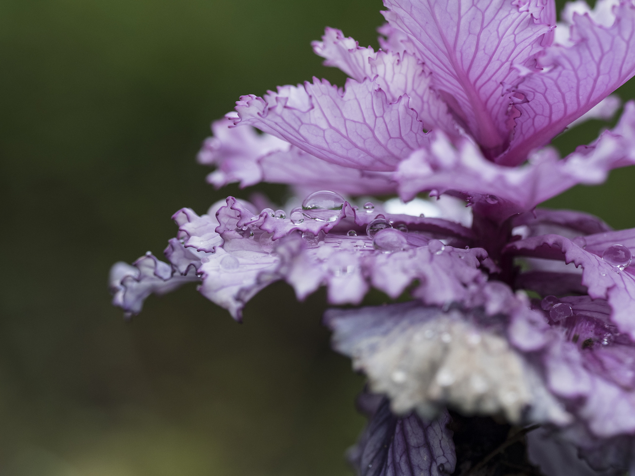 Olympus OM-D E-M5 II + OLYMPUS M.300mm F4.0 sample photo. Pink cabbage photography
