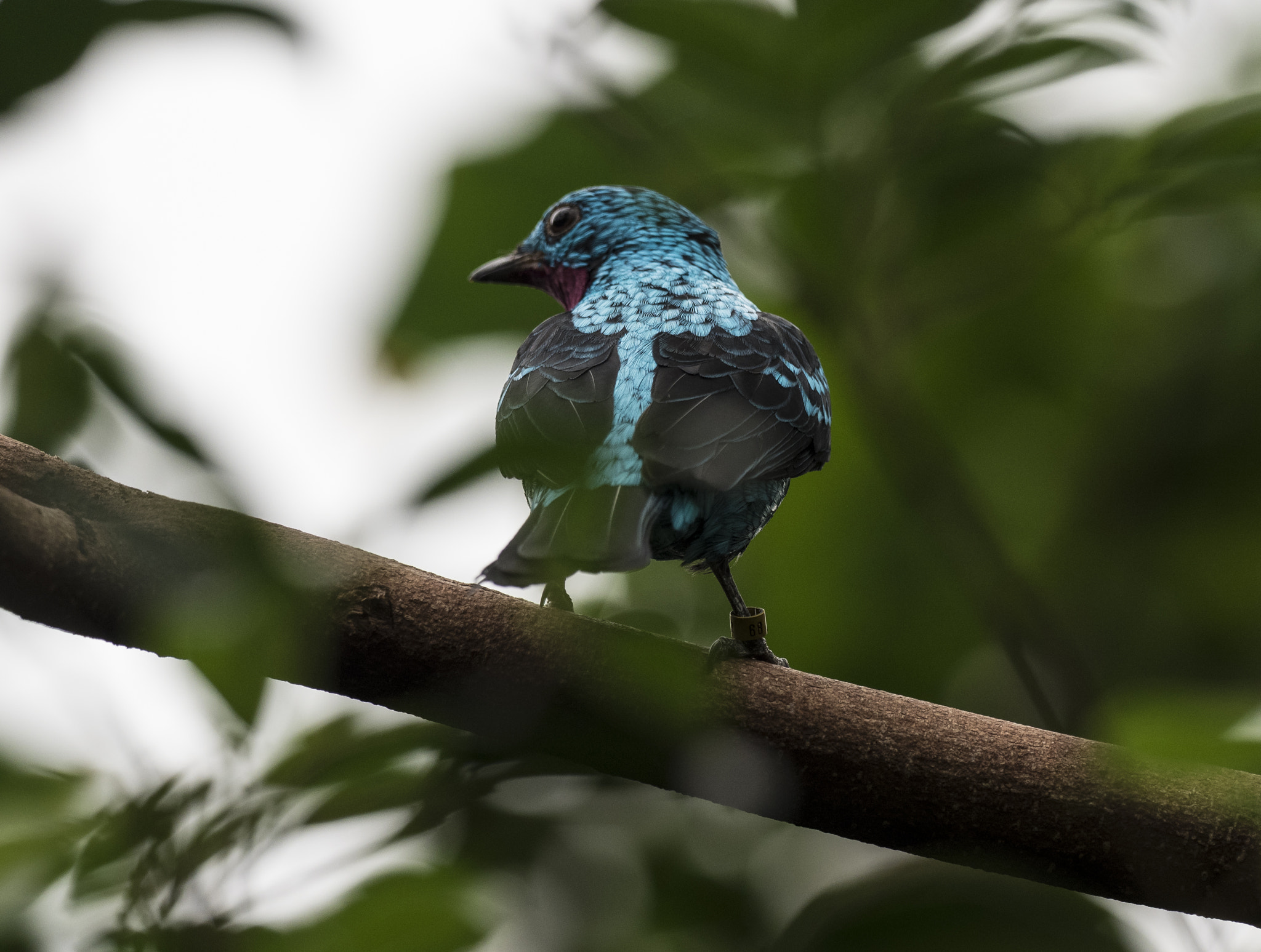 Olympus OM-D E-M5 II + OLYMPUS M.300mm F4.0 sample photo. Royal color photography