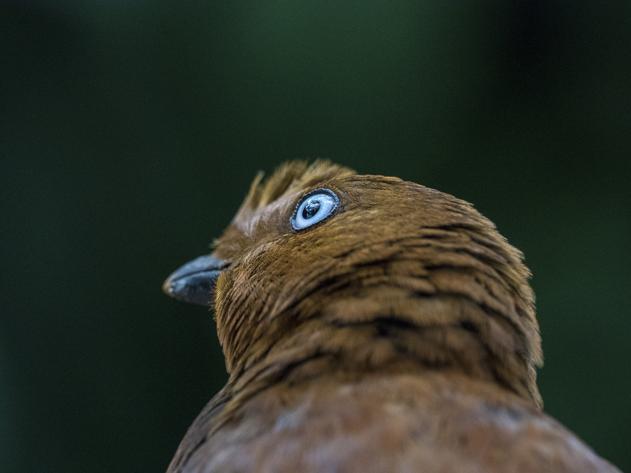Olympus OM-D E-M5 II + OLYMPUS M.300mm F4.0 sample photo. Stunning blue photography