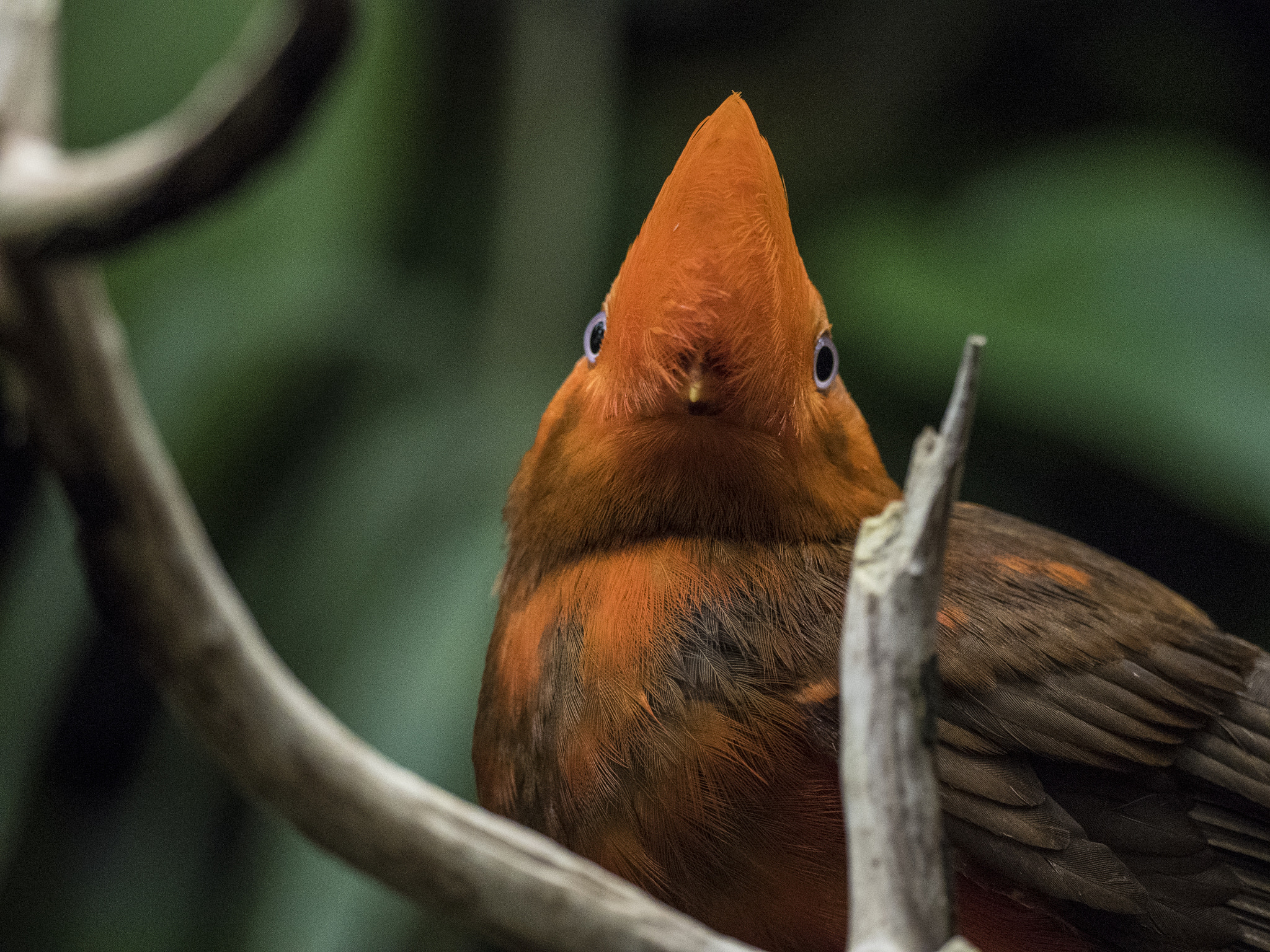 Olympus OM-D E-M5 II + OLYMPUS M.300mm F4.0 sample photo. Territory photography