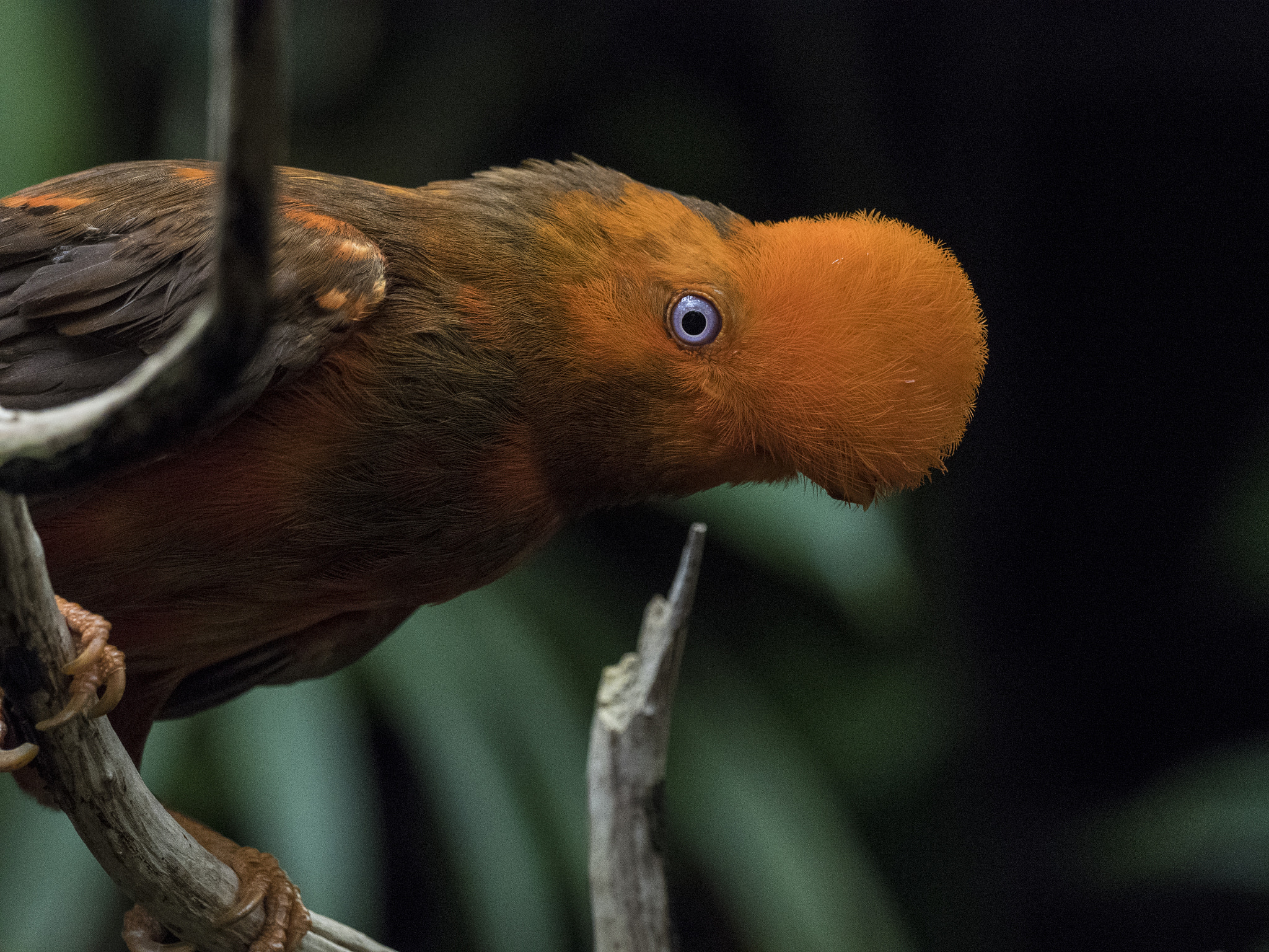 Olympus OM-D E-M5 II + OLYMPUS M.300mm F4.0 sample photo. Orange male photography