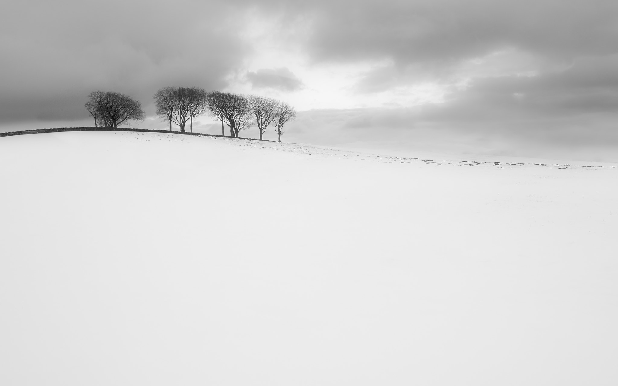 Nikon D610 + AF Zoom-Nikkor 35-70mm f/2.8D sample photo. A few trees photography