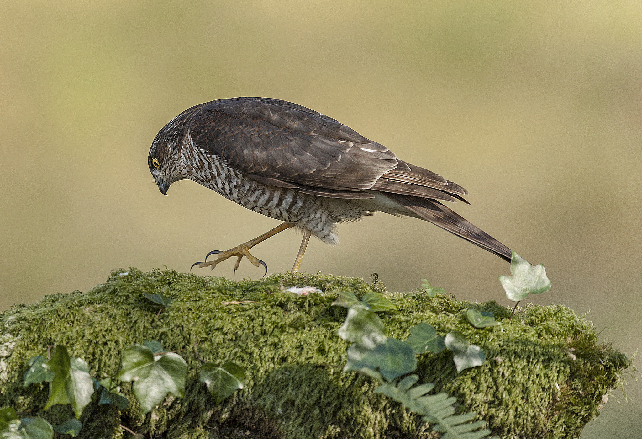 Nikon D700 + Nikon AF-S Nikkor 500mm F4G ED VR sample photo. Sparrowhawk (f) photography