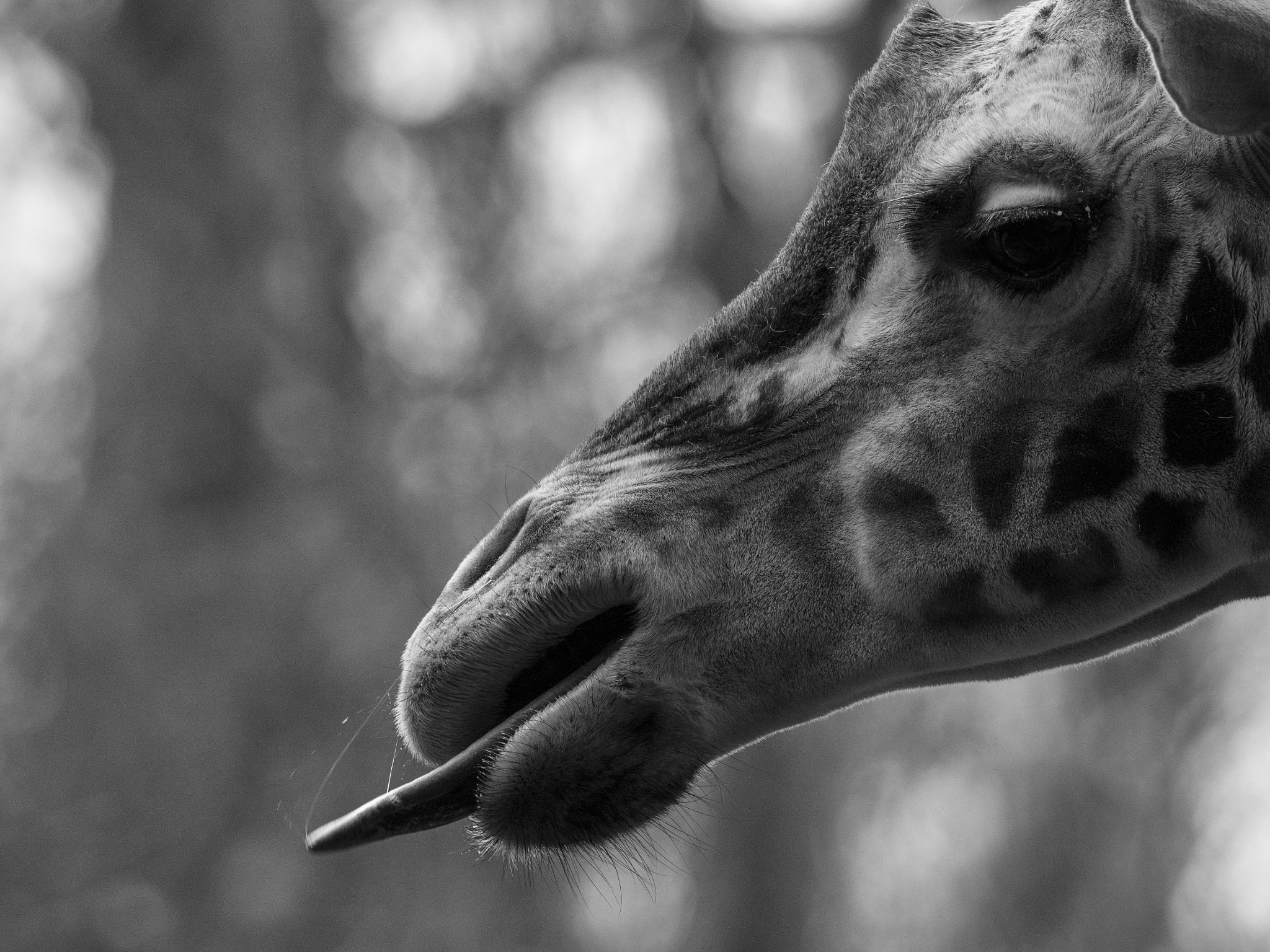 Olympus OM-D E-M5 II + OLYMPUS M.300mm F4.0 sample photo. Tongue photography