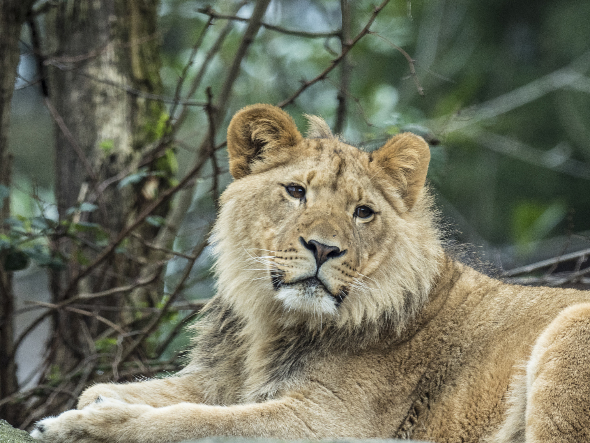 Olympus OM-D E-M5 II + OLYMPUS M.300mm F4.0 sample photo. Adolescence photography