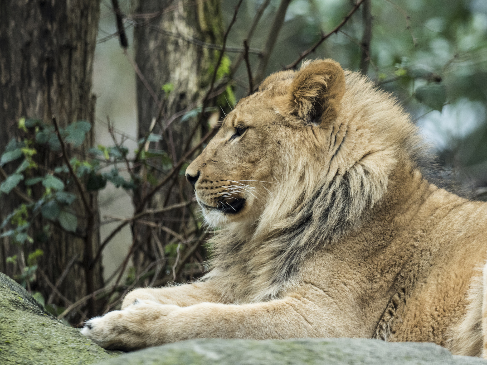 Olympus OM-D E-M5 II + OLYMPUS M.300mm F4.0 sample photo. Dozing photography