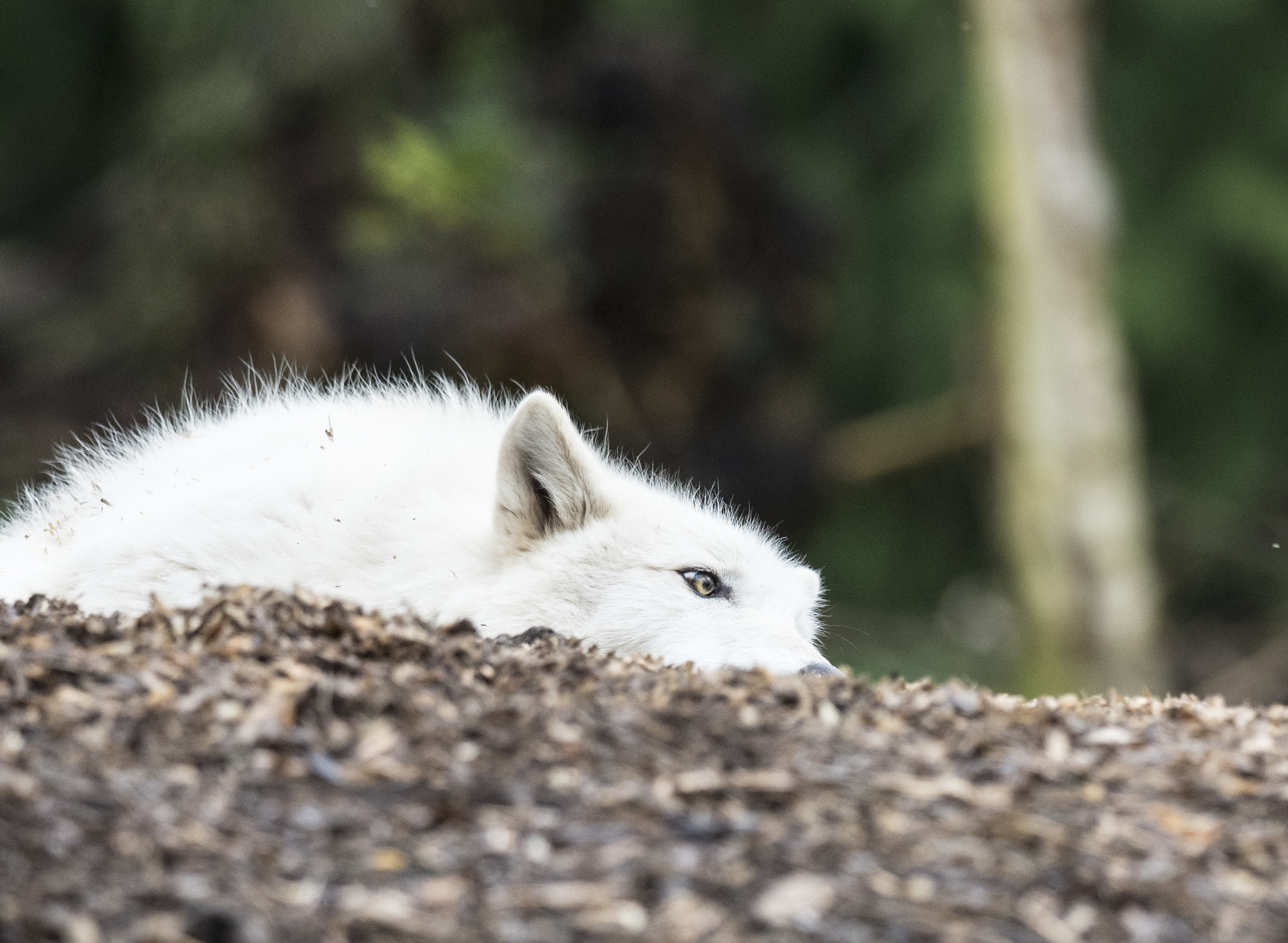 Olympus OM-D E-M5 II + OLYMPUS M.300mm F4.0 sample photo. Spring wolf photography