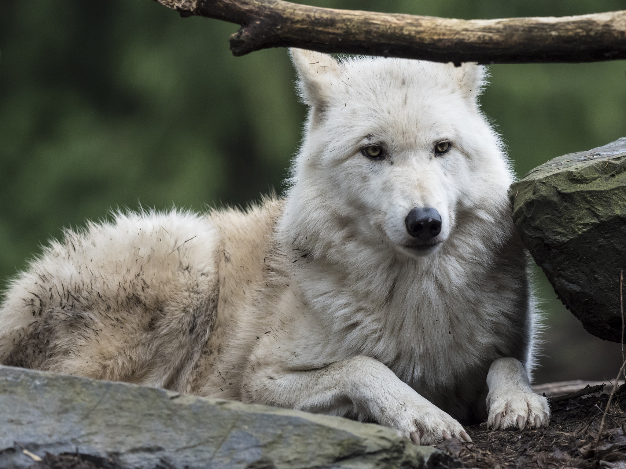 Olympus OM-D E-M5 II + OLYMPUS M.300mm F4.0 sample photo. Pensive wolf photography