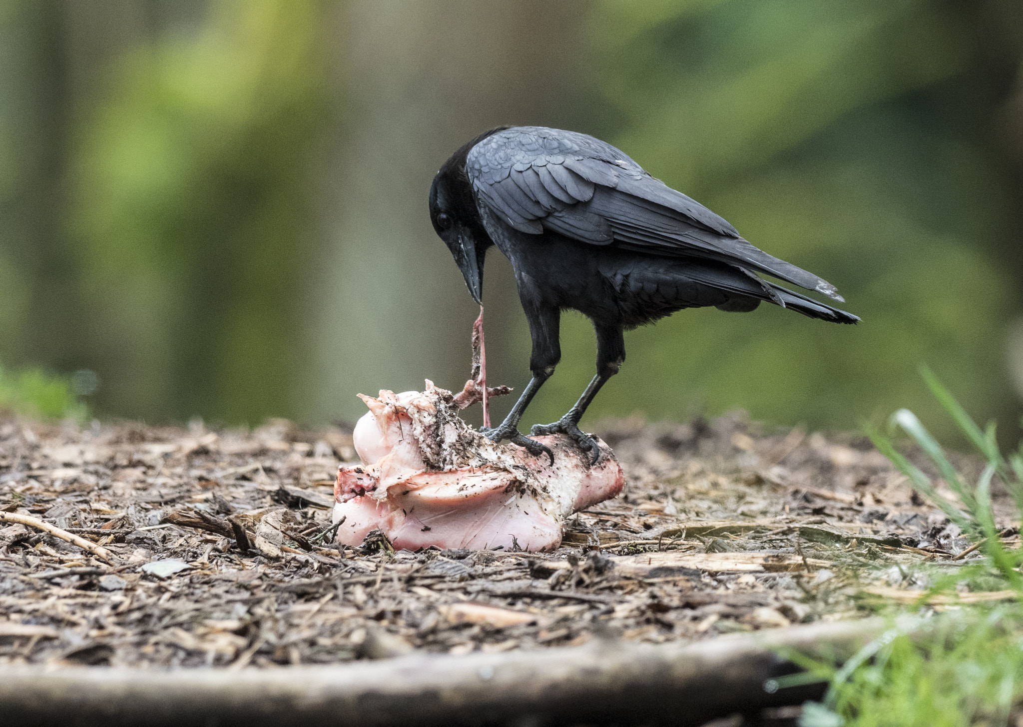 Olympus OM-D E-M5 II + OLYMPUS M.300mm F4.0 sample photo. Hungry crow photography