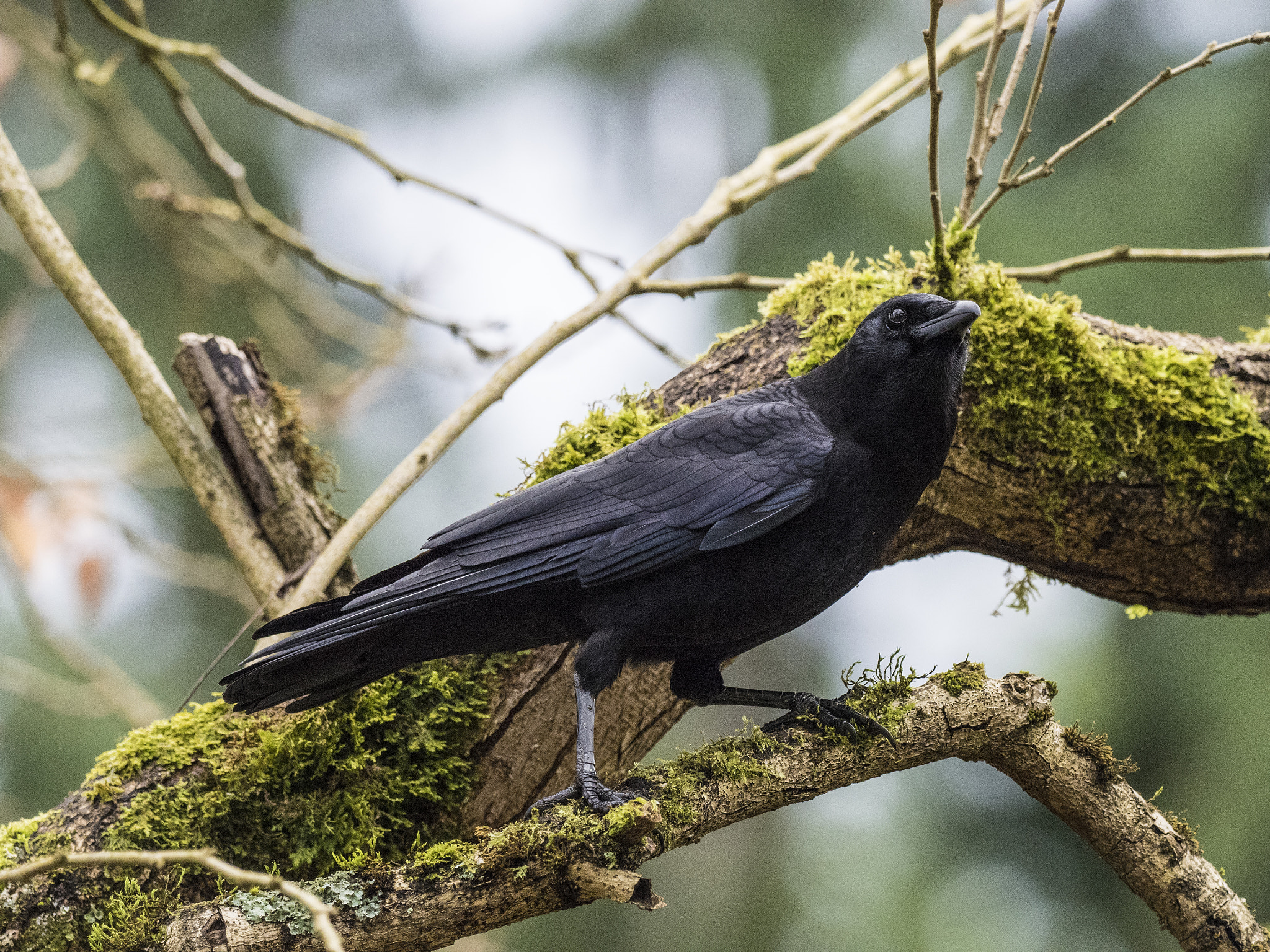 Olympus OM-D E-M5 II + OLYMPUS M.300mm F4.0 sample photo. Mossy growth photography