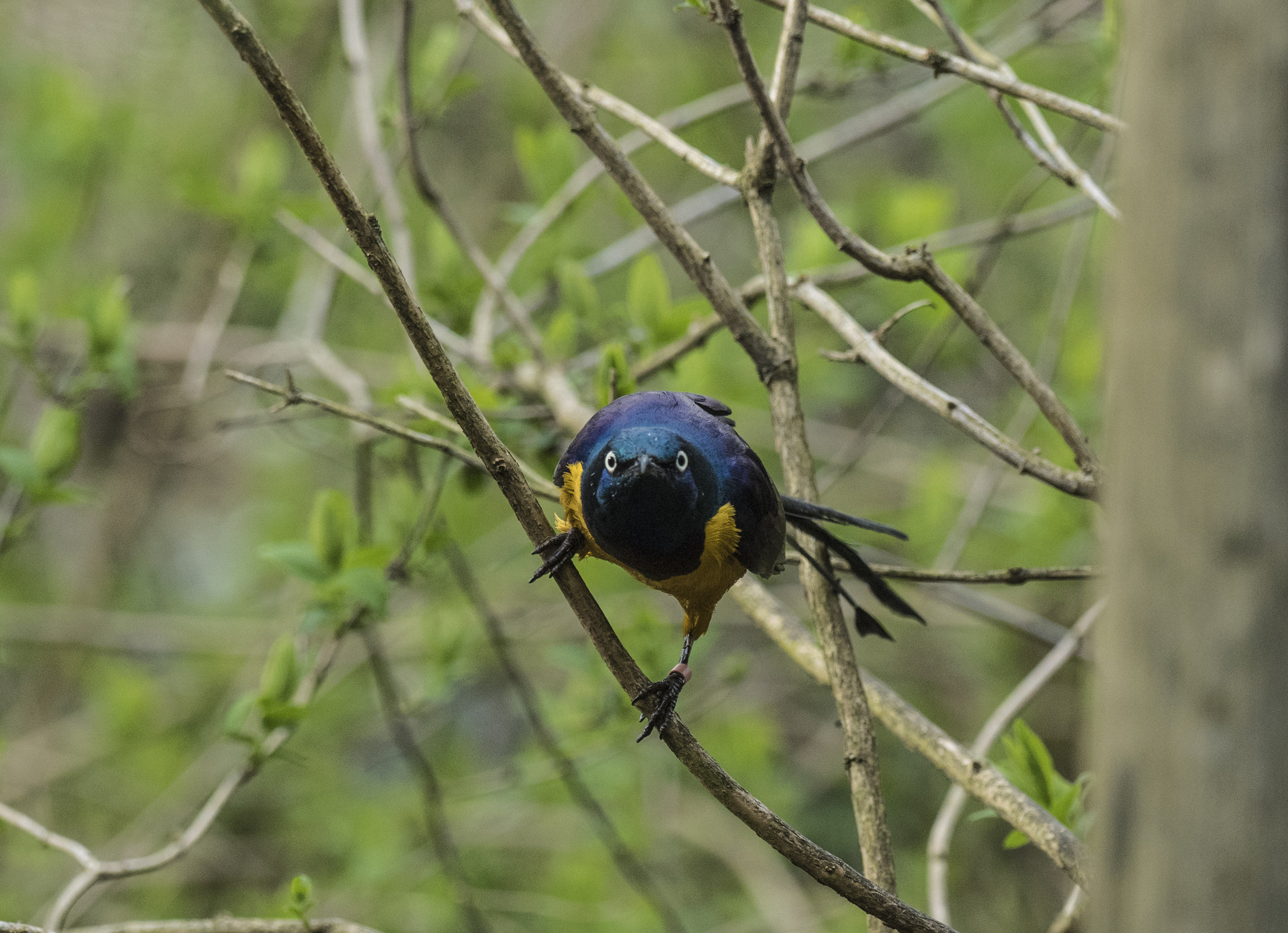 Olympus OM-D E-M5 II + OLYMPUS M.300mm F4.0 sample photo. Takeoff photography