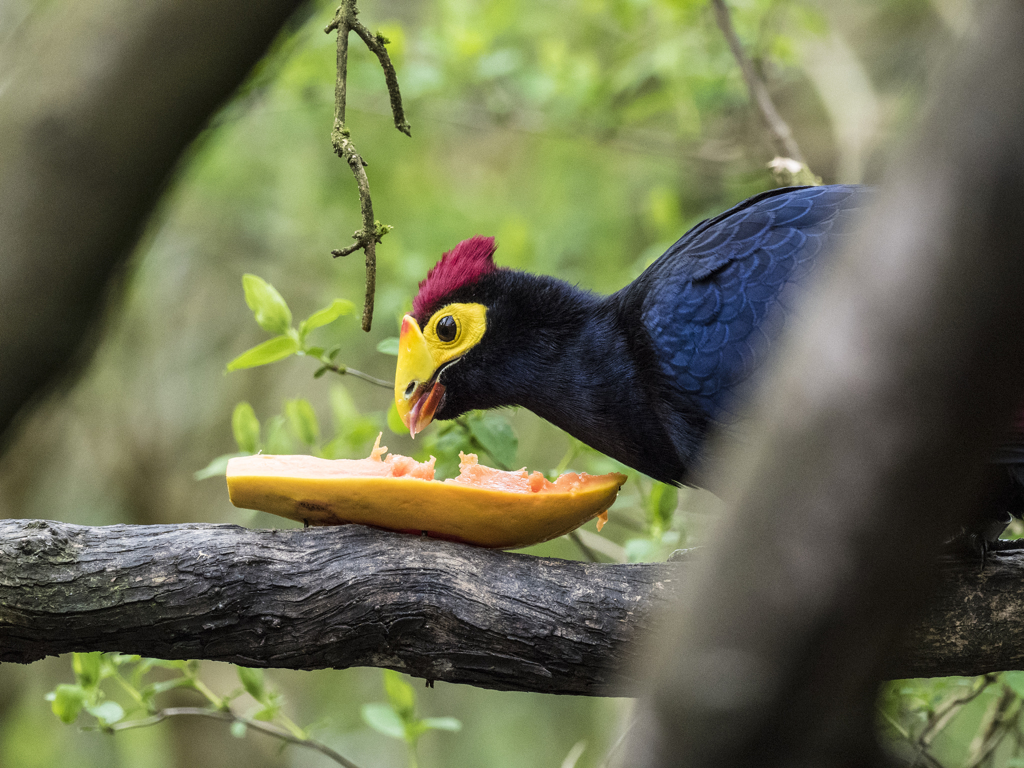 Olympus OM-D E-M5 II + OLYMPUS M.300mm F4.0 sample photo. Lunch photography