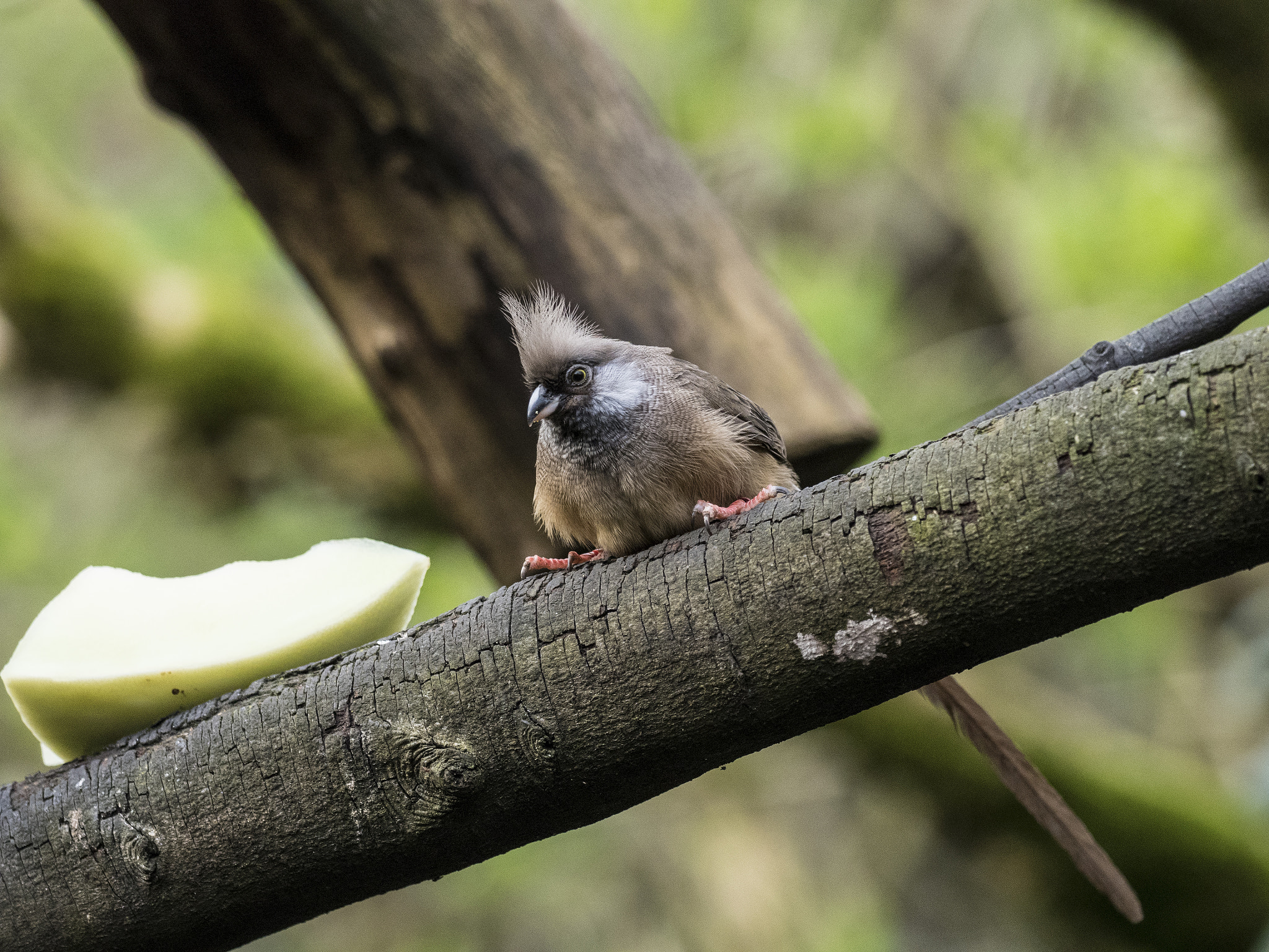 Olympus OM-D E-M5 II + OLYMPUS M.300mm F4.0 sample photo. Fluffy lunch photography