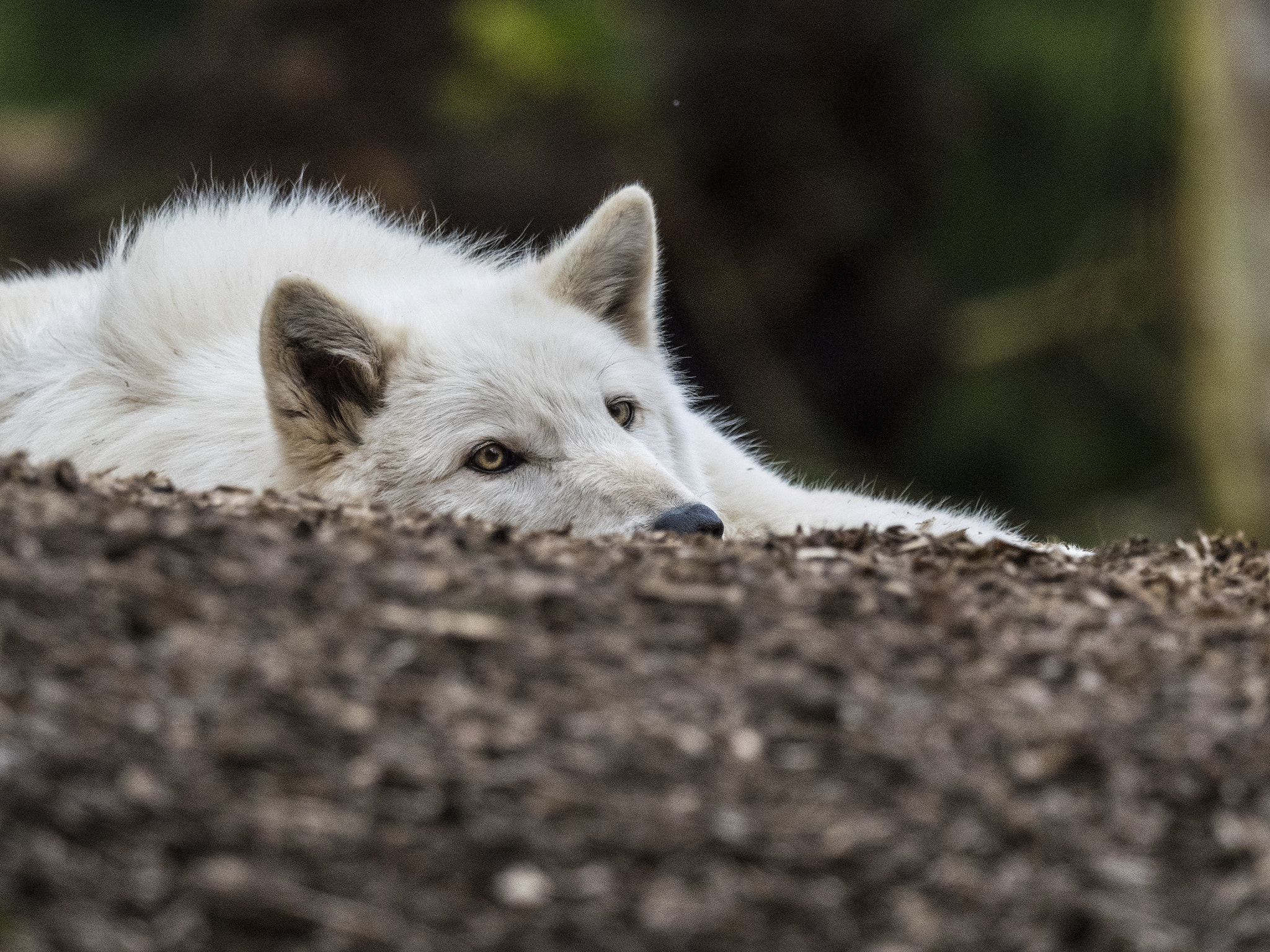 Olympus OM-D E-M5 II + M.300mm F4.0 + MC-14 sample photo. Dozing photography