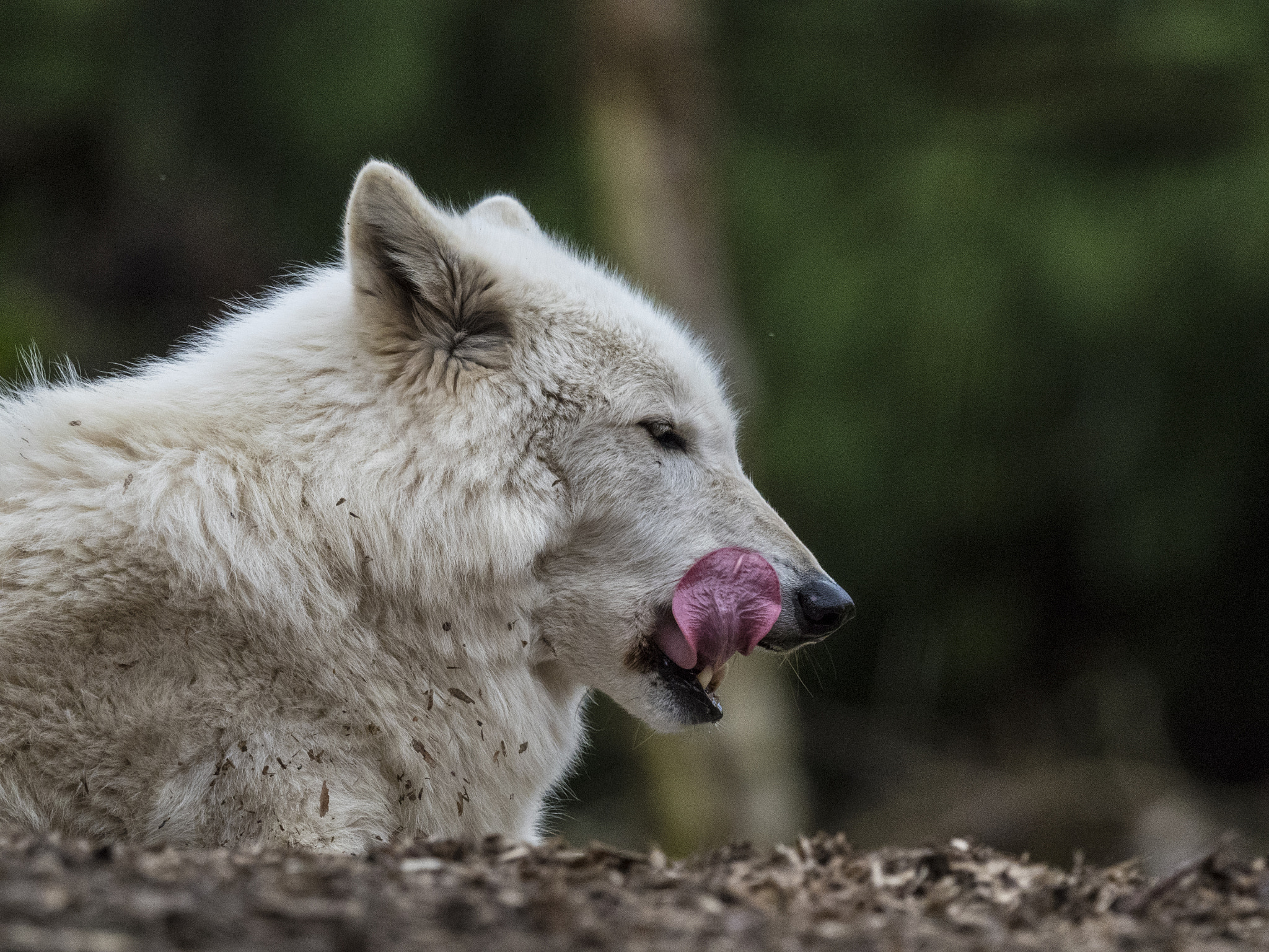 Olympus OM-D E-M5 II + M.300mm F4.0 + MC-14 sample photo. Yawn ii photography