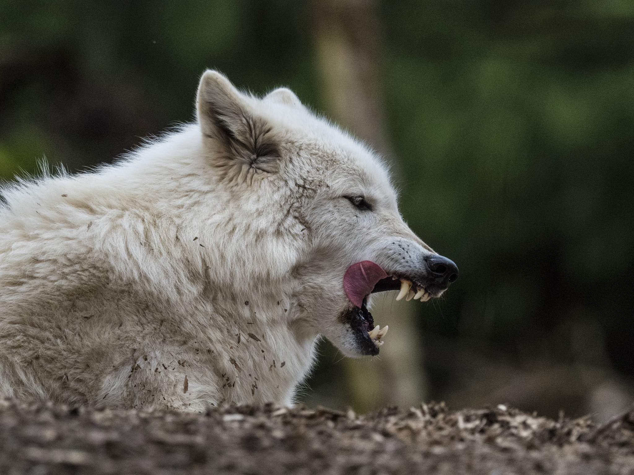 Olympus OM-D E-M5 II + M.300mm F4.0 + MC-14 sample photo. Yawn iii photography