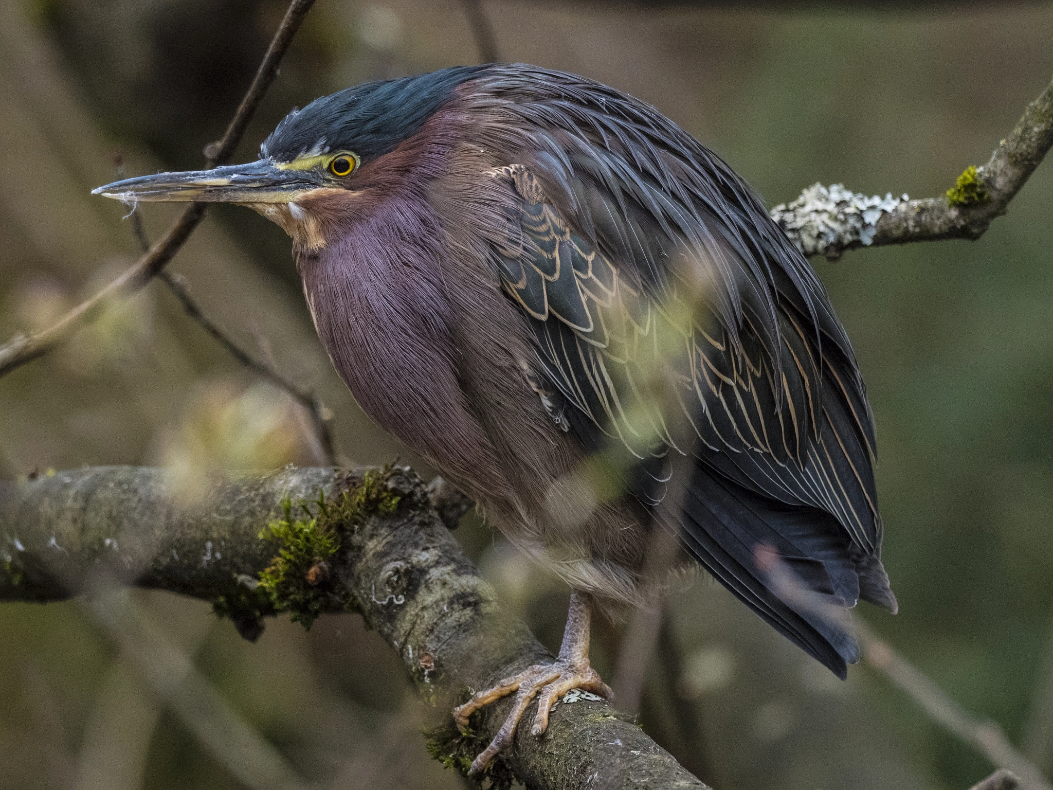 Olympus OM-D E-M5 II + M.300mm F4.0 + MC-14 sample photo. Green heron photography