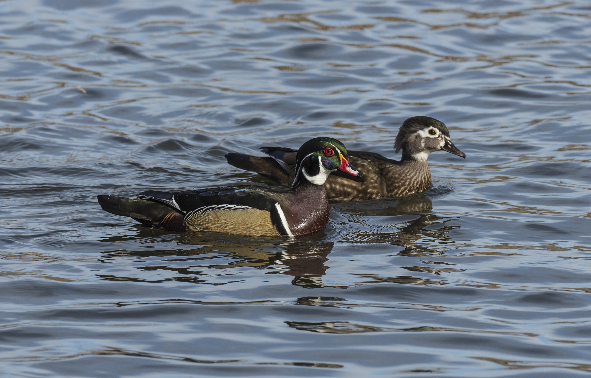 Olympus OM-D E-M5 II + OLYMPUS M.300mm F4.0 sample photo. Woodduck photography